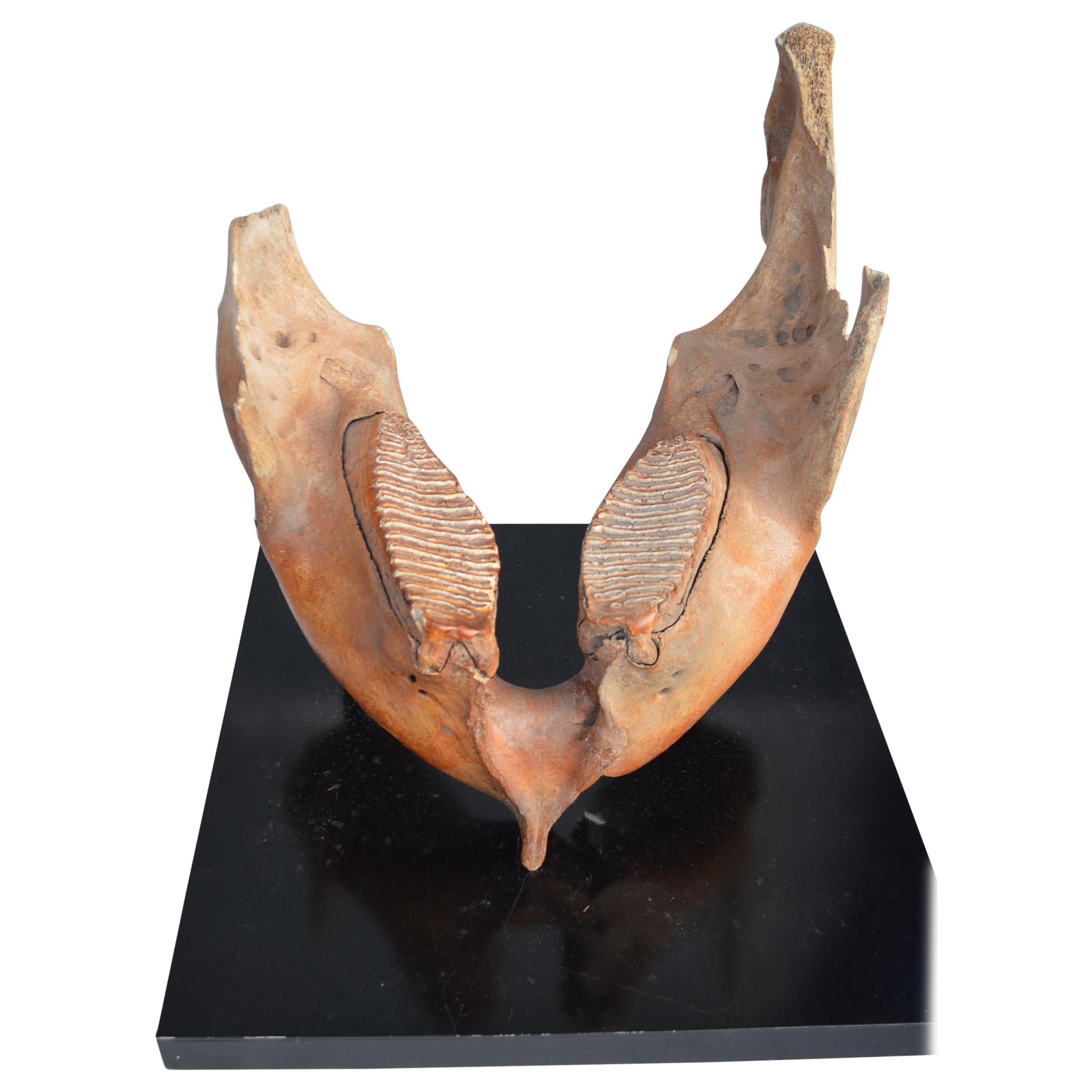 Large Fossilized Museum Quality Woolly Mammoth Lower Jaw circa 20, 000 Years Old For Sale