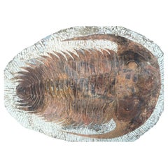 Large Fossilized Trilobite Specimen in Stone Matrix #2