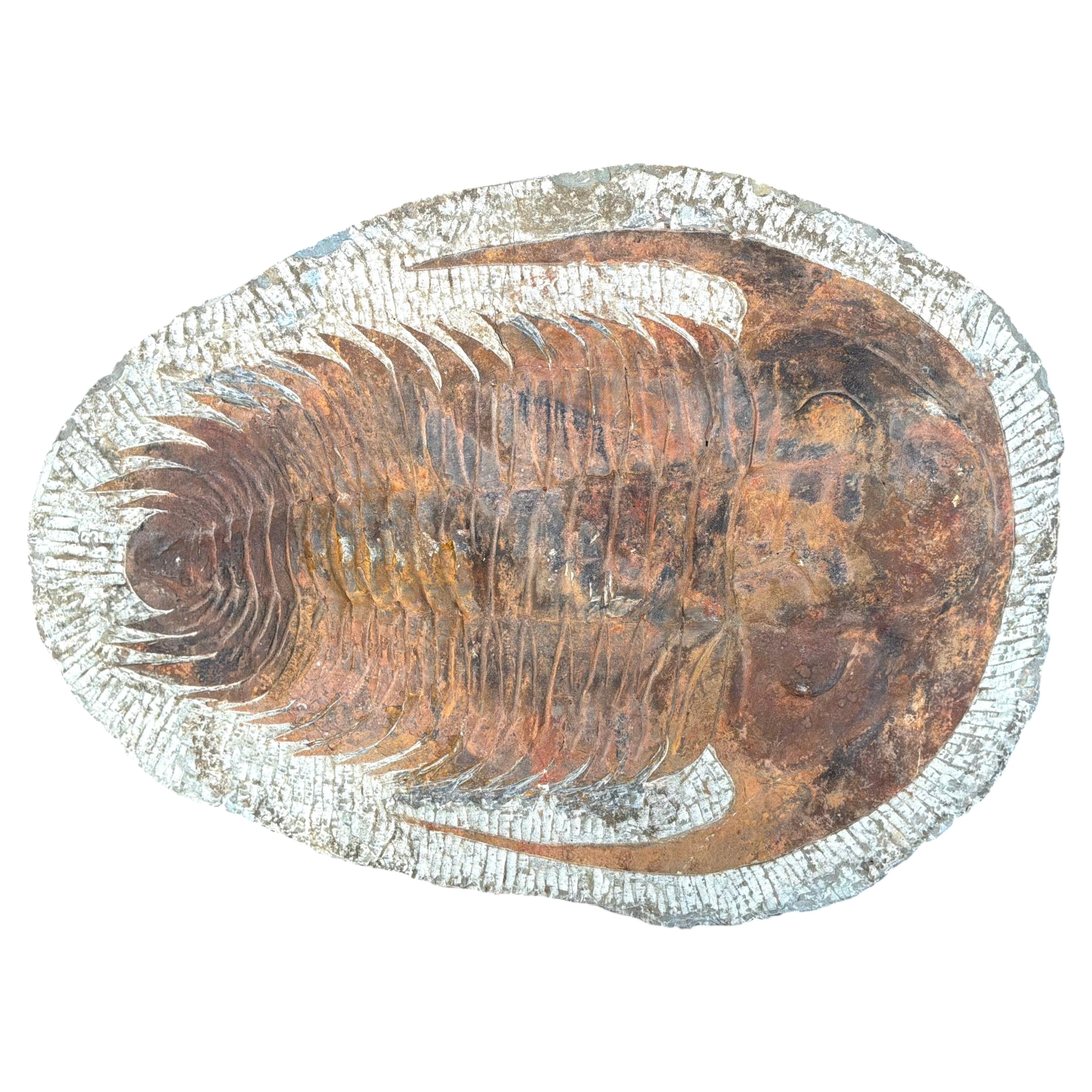 Large Fossilized Trilobite Specimen in Stone Matrix #2 For Sale