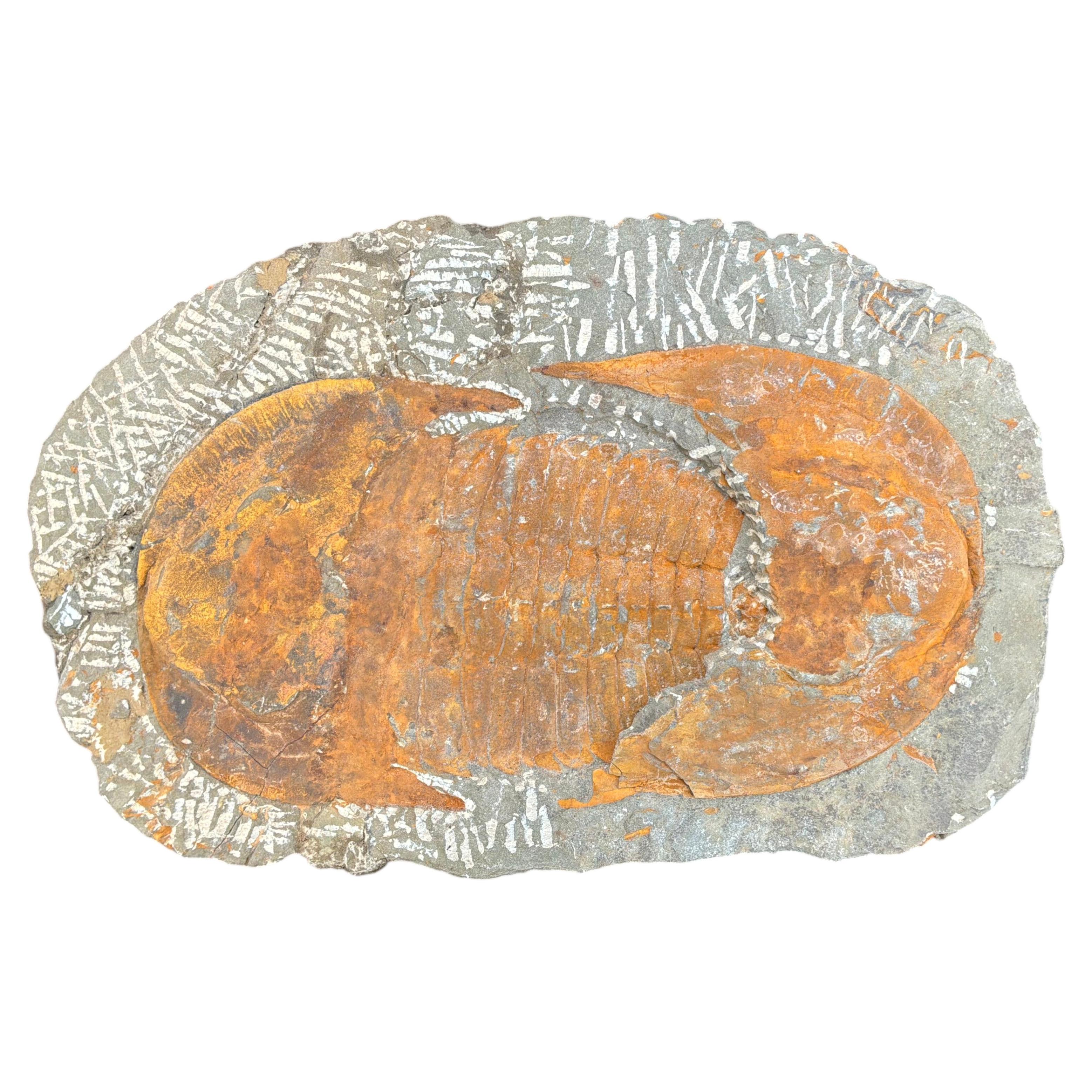 Large Fossilized Trilobite Specimen in Stone Matrix For Sale