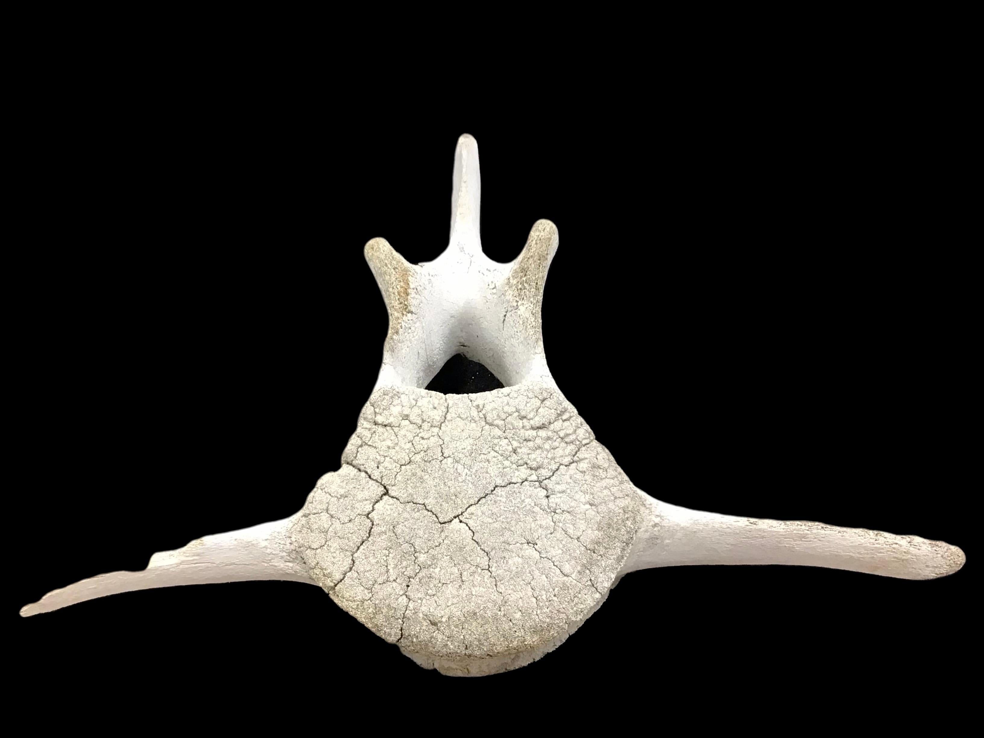 Organic Modern Large Fossilized Whale Vertebra Bone #3