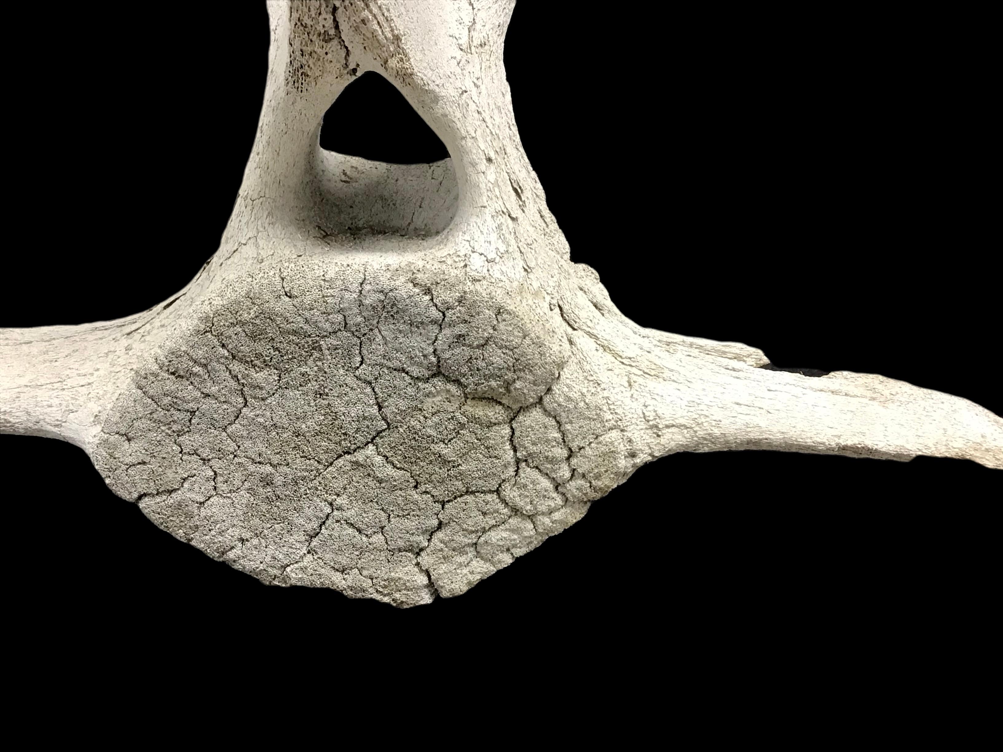 Large Fossilized Whale Vertebra Bone #3 In Good Condition In Bradenton, FL