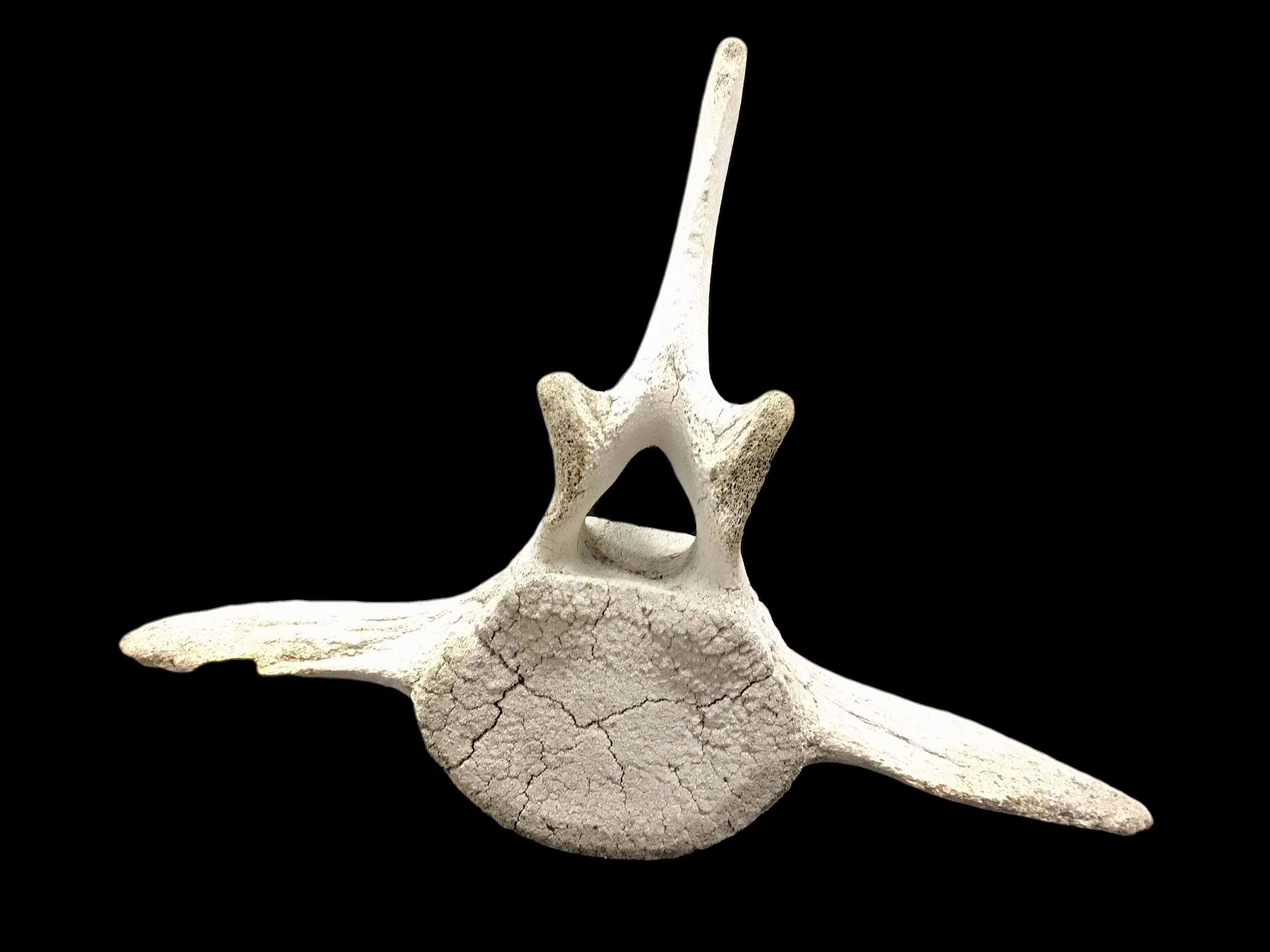 20th Century Large Fossilized Whale Vertebra Bone #3