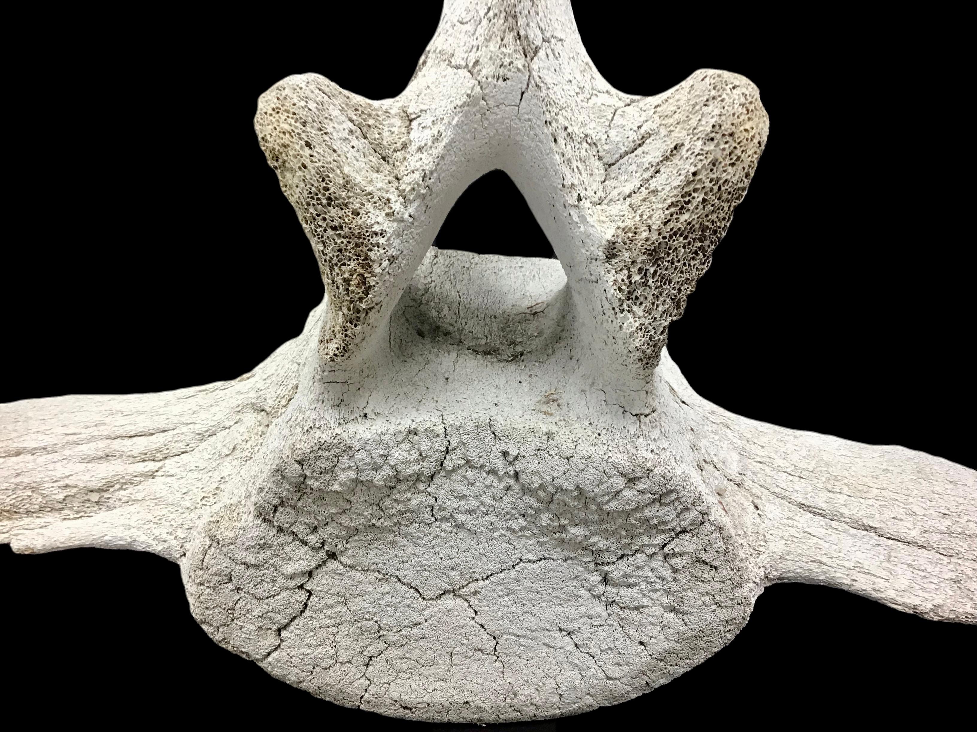 Large Fossilized Whale Vertebra Bone #3 1