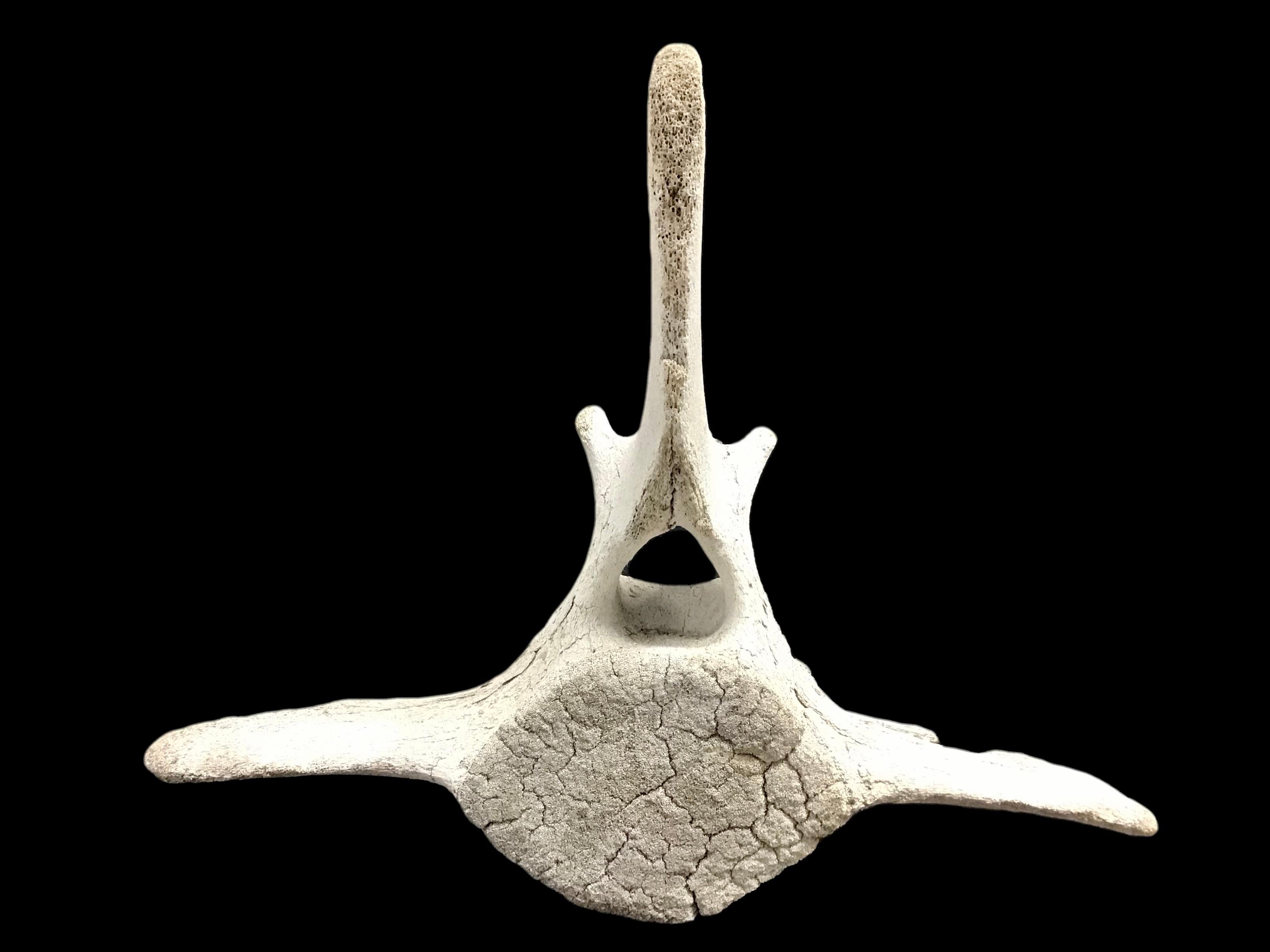 Large Fossilized Whale Vertebra Bone #3 2
