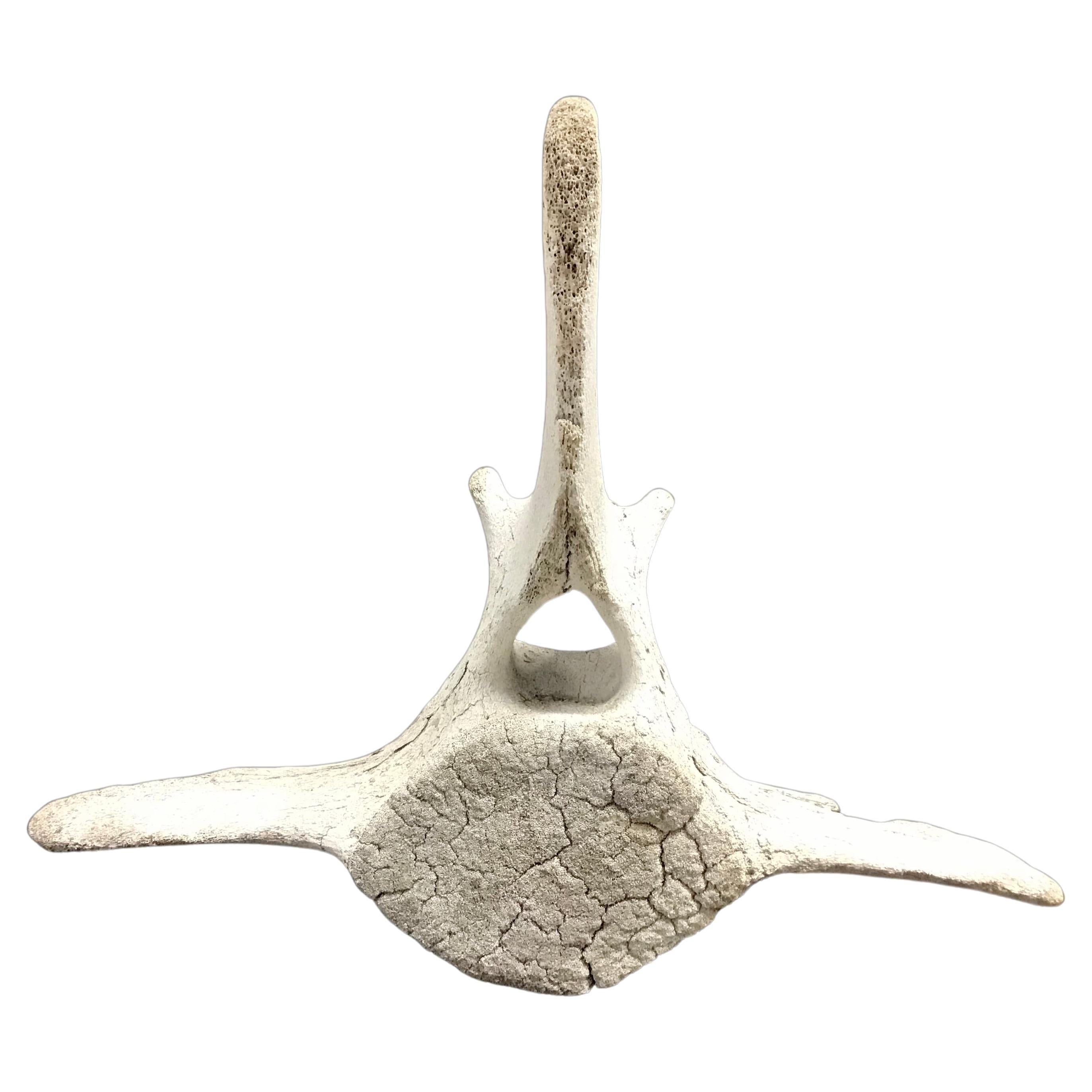 Large Fossilized Whale Vertebra Bone #3