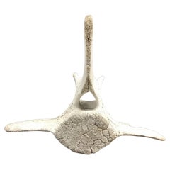 Vintage Large Fossilized Whale Vertebra Bone #3