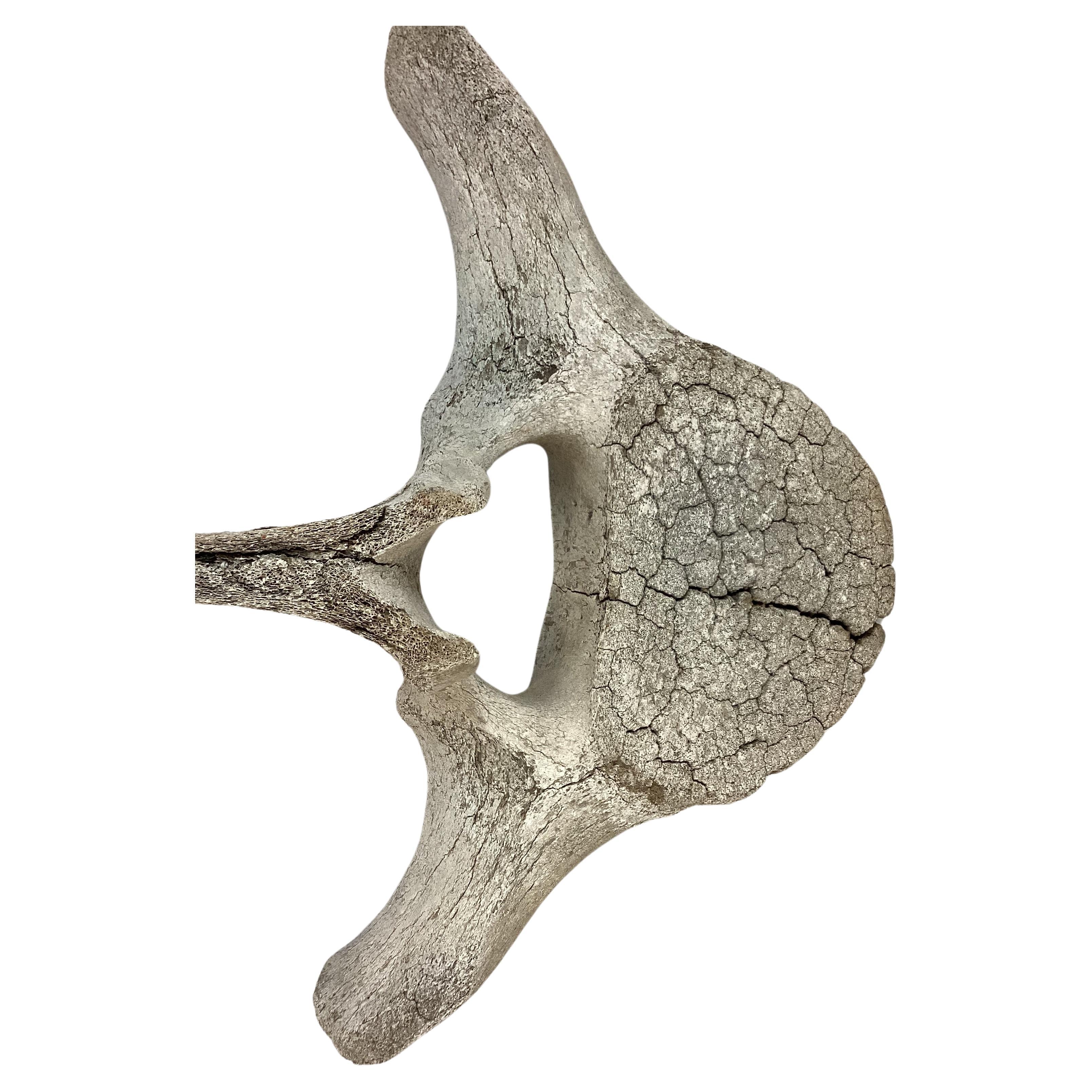 Natural weathered fossilized Whale Vertebrae. One section / specimen. Possibly sperm whale. Likely 19th century.
