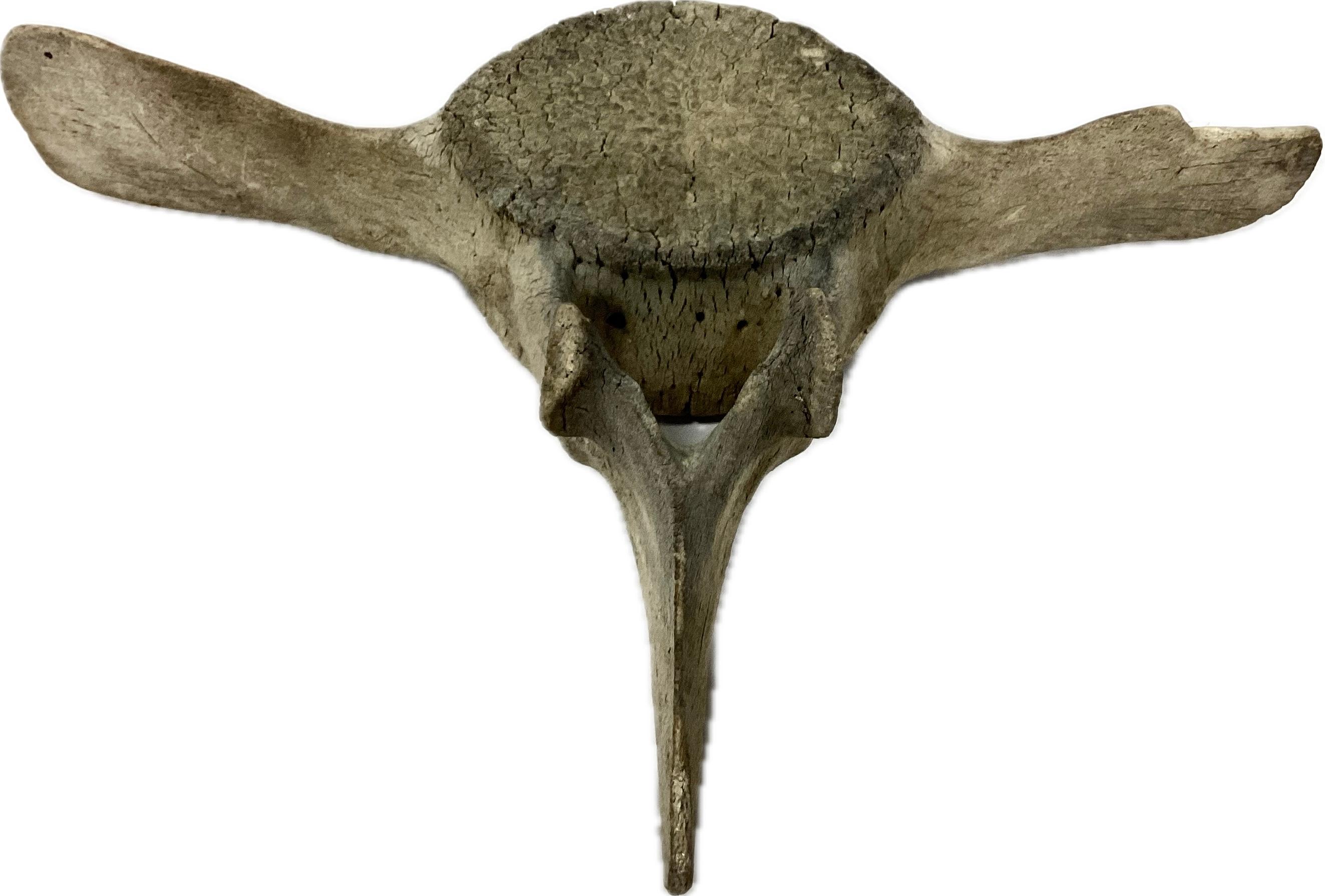 whale vertebrae fossil