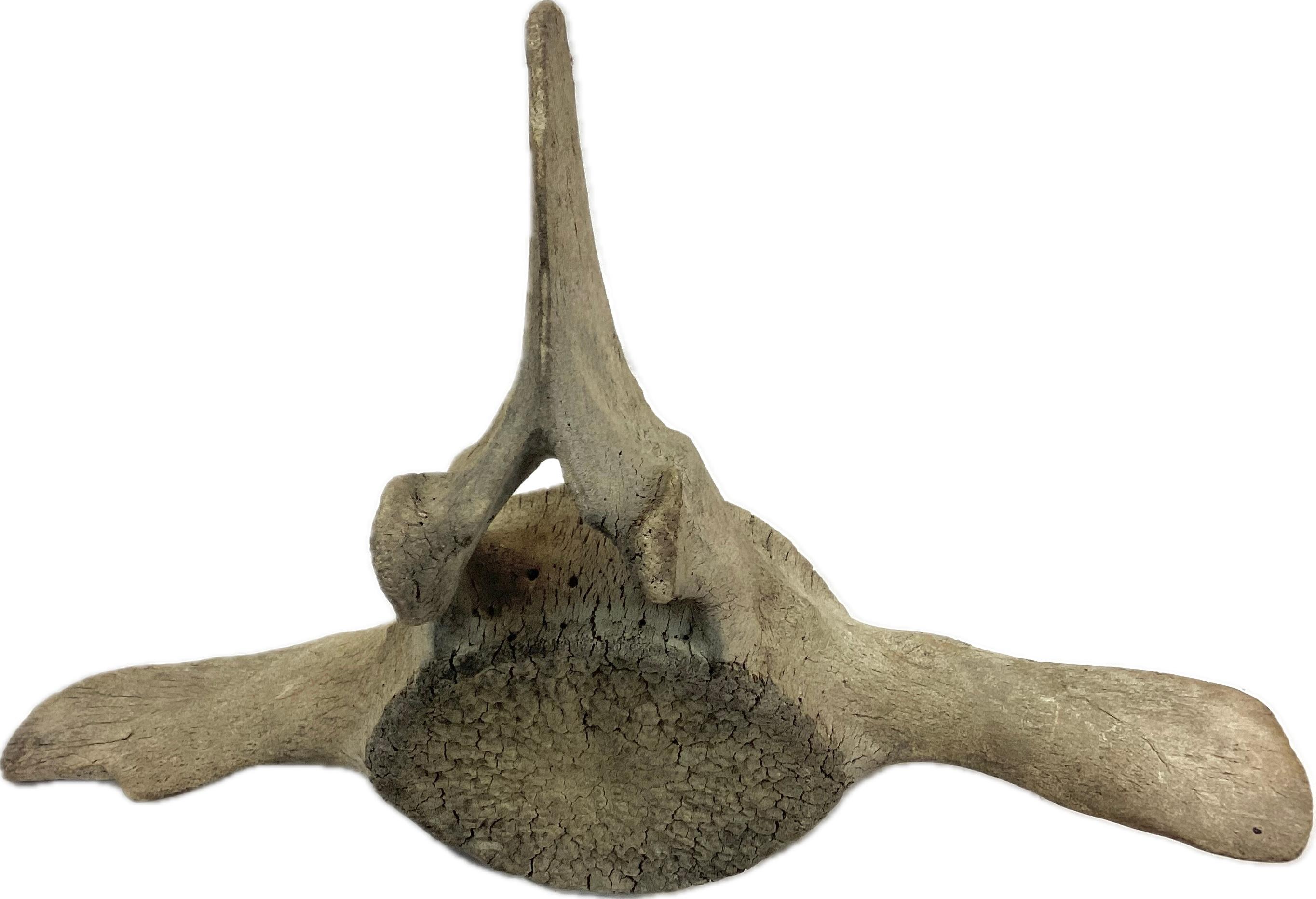Organic Modern Large Fossilized Whale Vertebrae