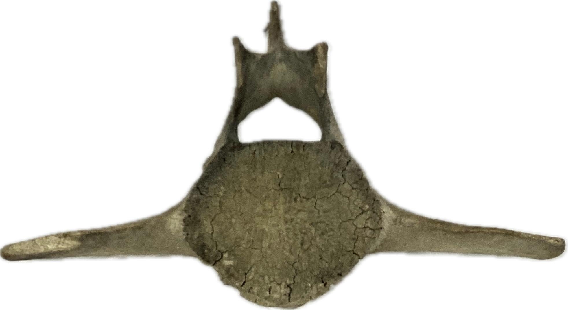 Large Fossilized Whale Vertebrae In Good Condition In Bradenton, FL