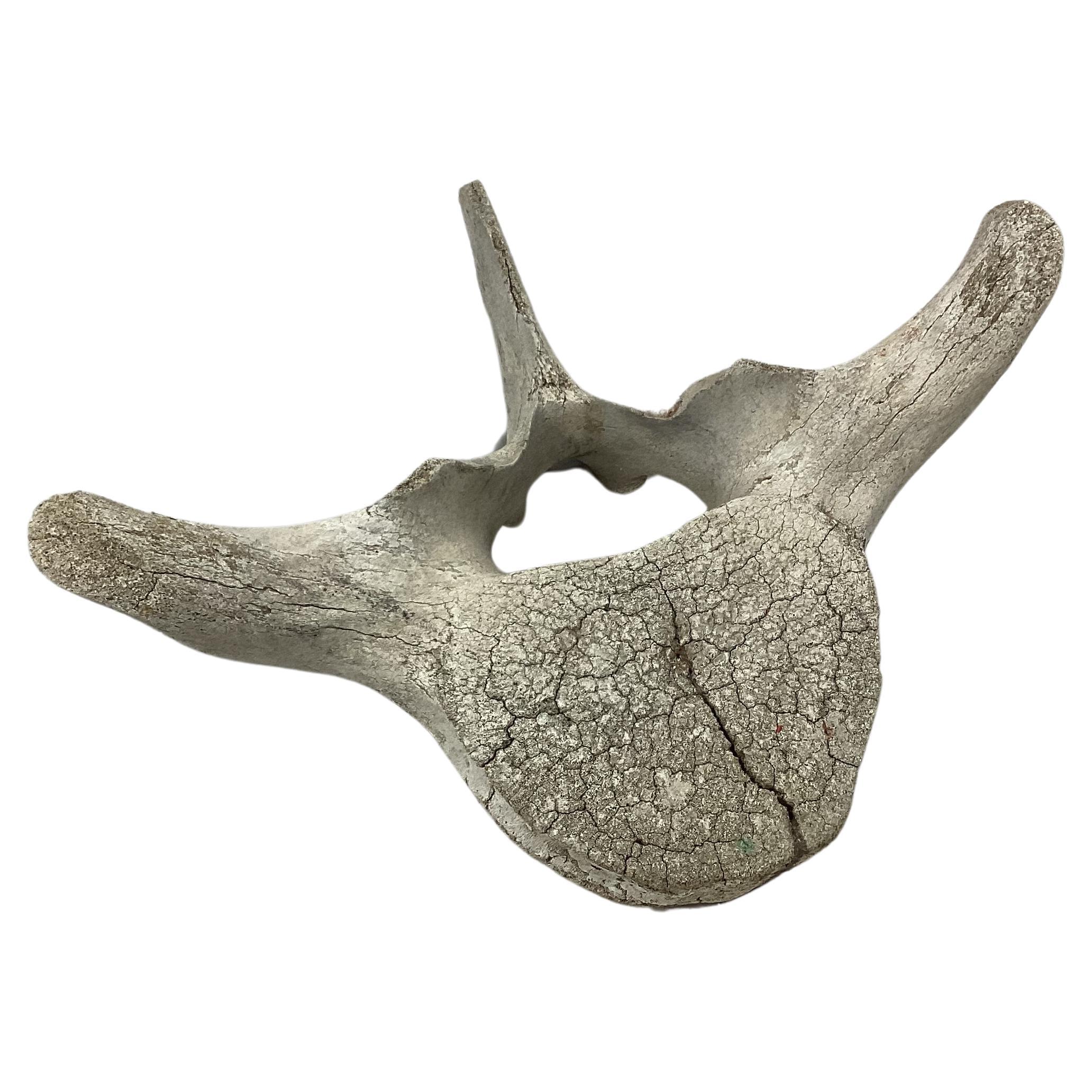 Large Fossilized Whale Vertebrae  For Sale