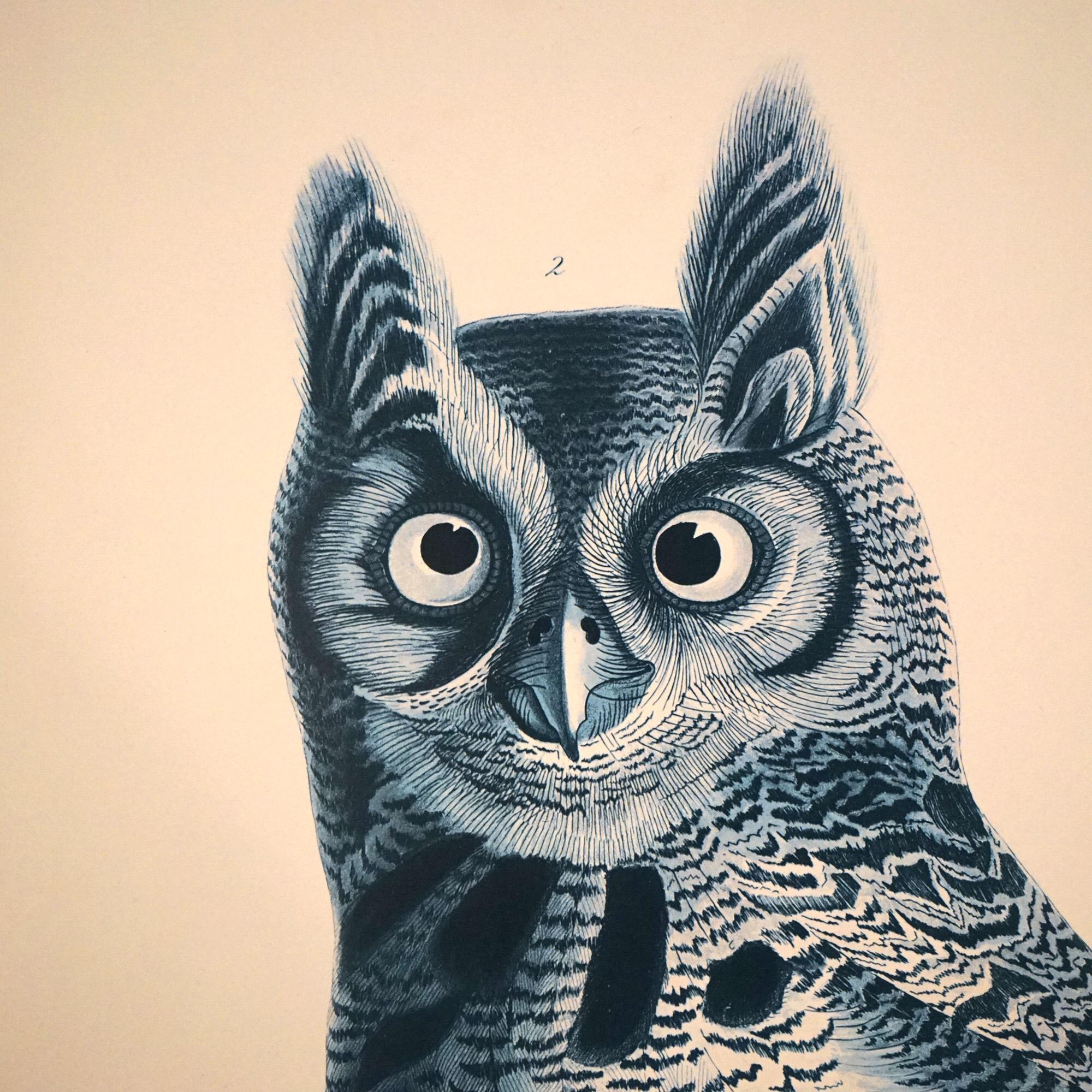 Large Framed Audubon Print of Great Horned Owls, Plate 61, 20thC

Measures - 32.25