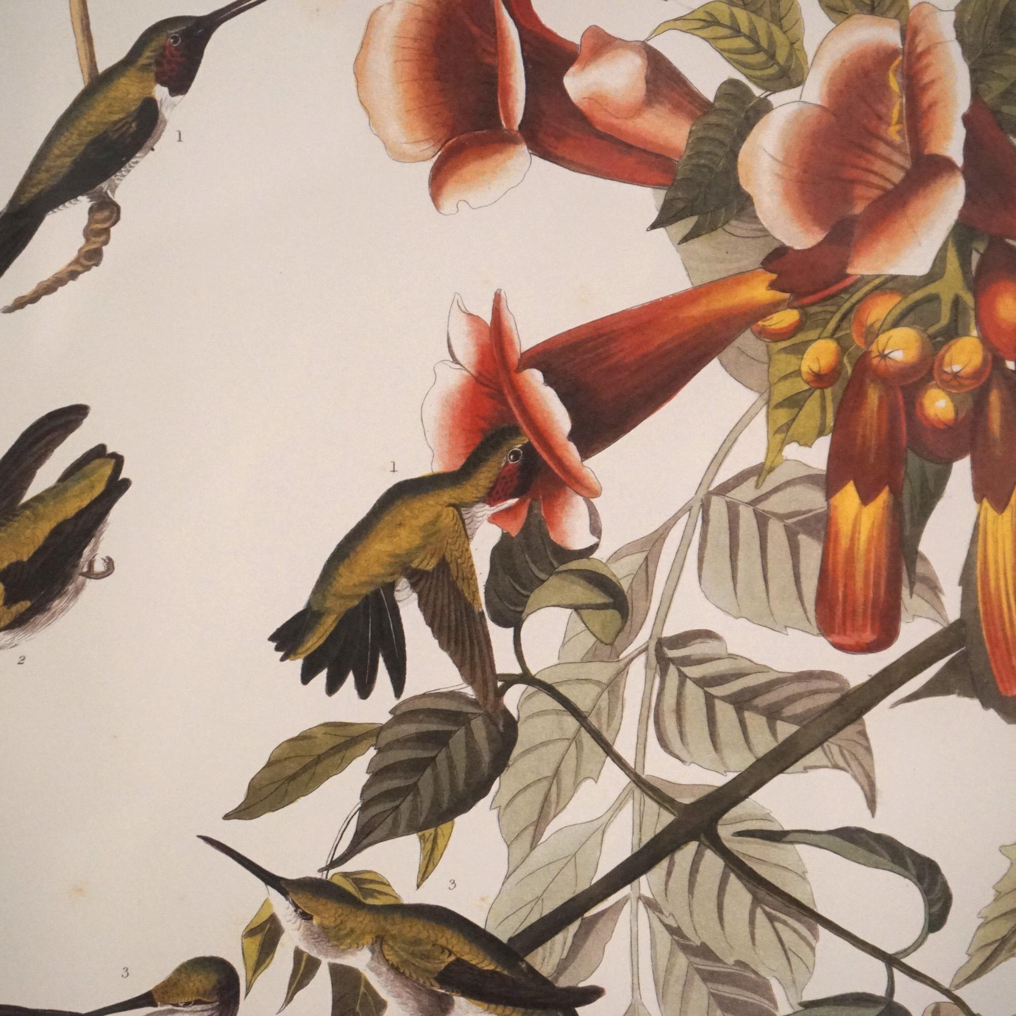 Large Framed Audubon Print of Ruby Throated Hummingbirds, Plate XLVII,  20thC

Measures - 30.75