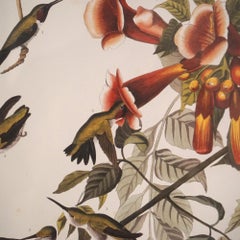 Large Framed Audubon Print of Ruby Throated Hummingbirds, Plate XLVII,  20thC