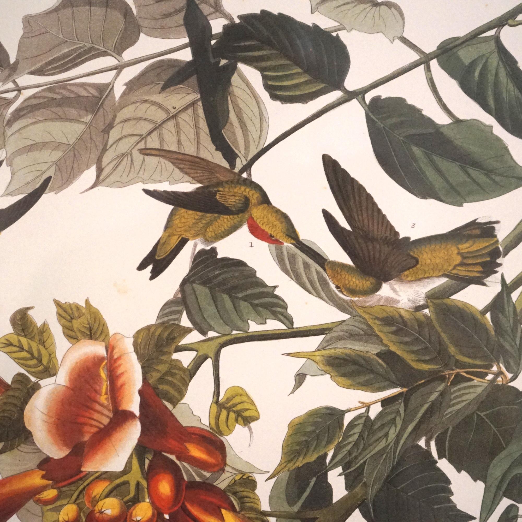 Large Framed Audubon Print of Ruby Throated Hummingbirds, Plate XLVII,  20thC In Good Condition In Big Flats, NY