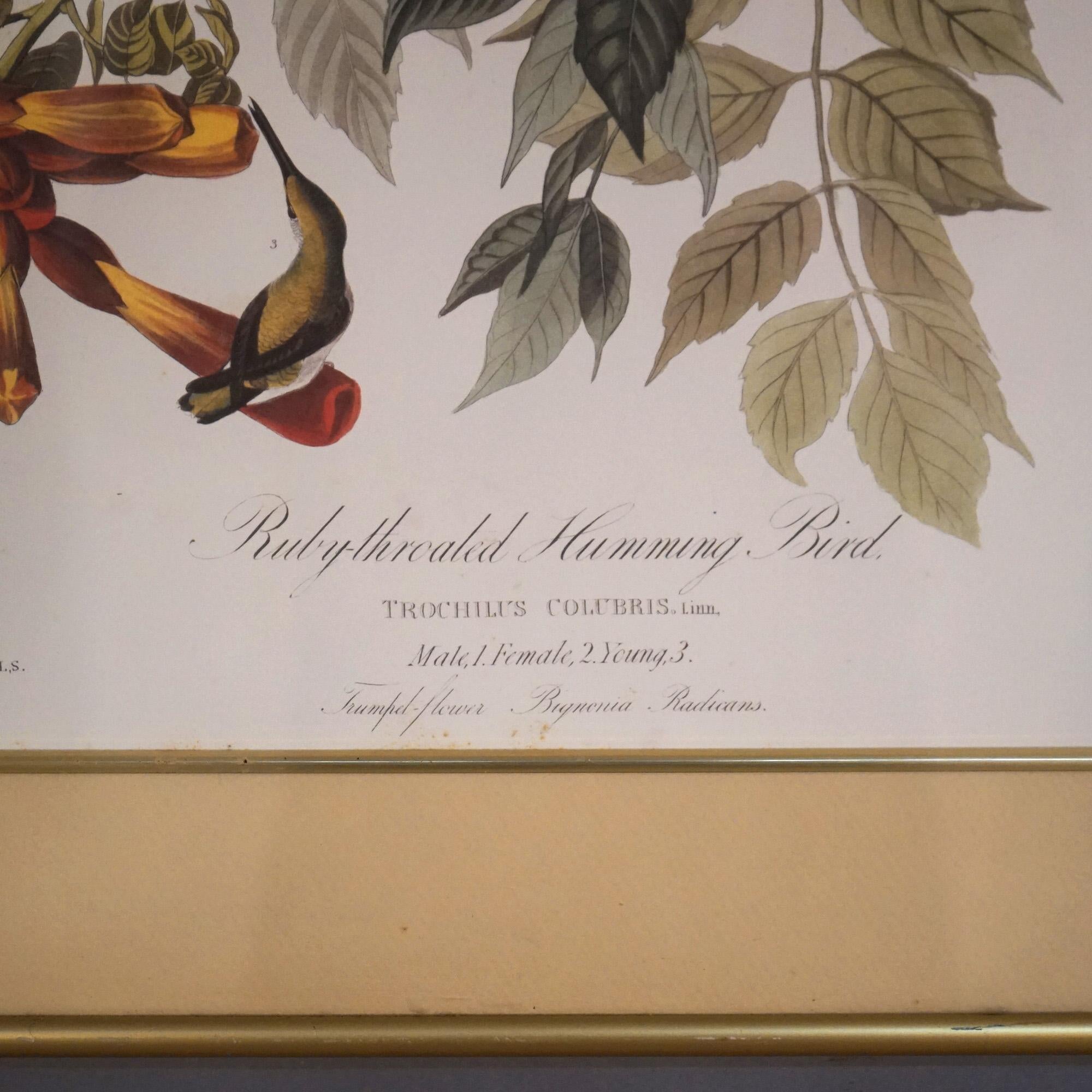 20th Century Large Framed Audubon Print of Ruby Throated Hummingbirds, Plate XLVII,  20thC