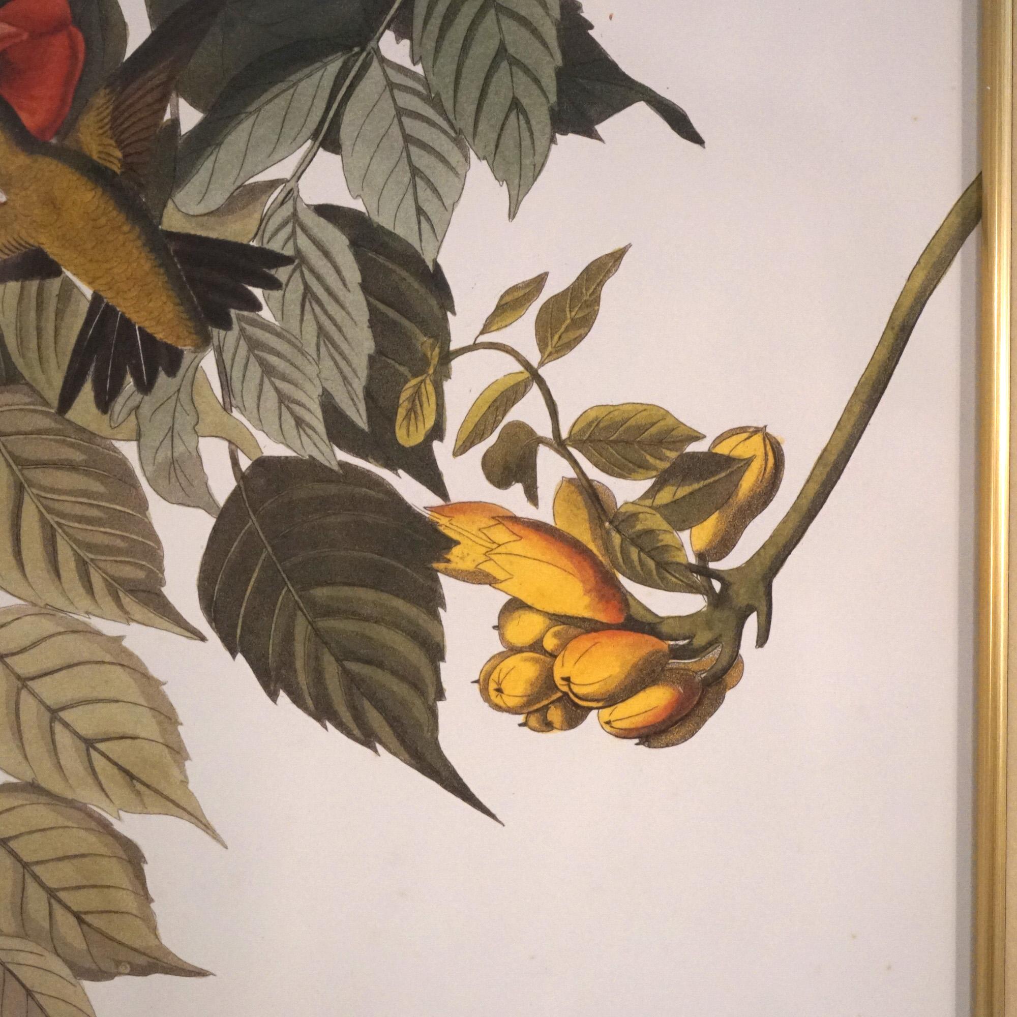 Paper Large Framed Audubon Print of Ruby Throated Hummingbirds, Plate XLVII,  20thC