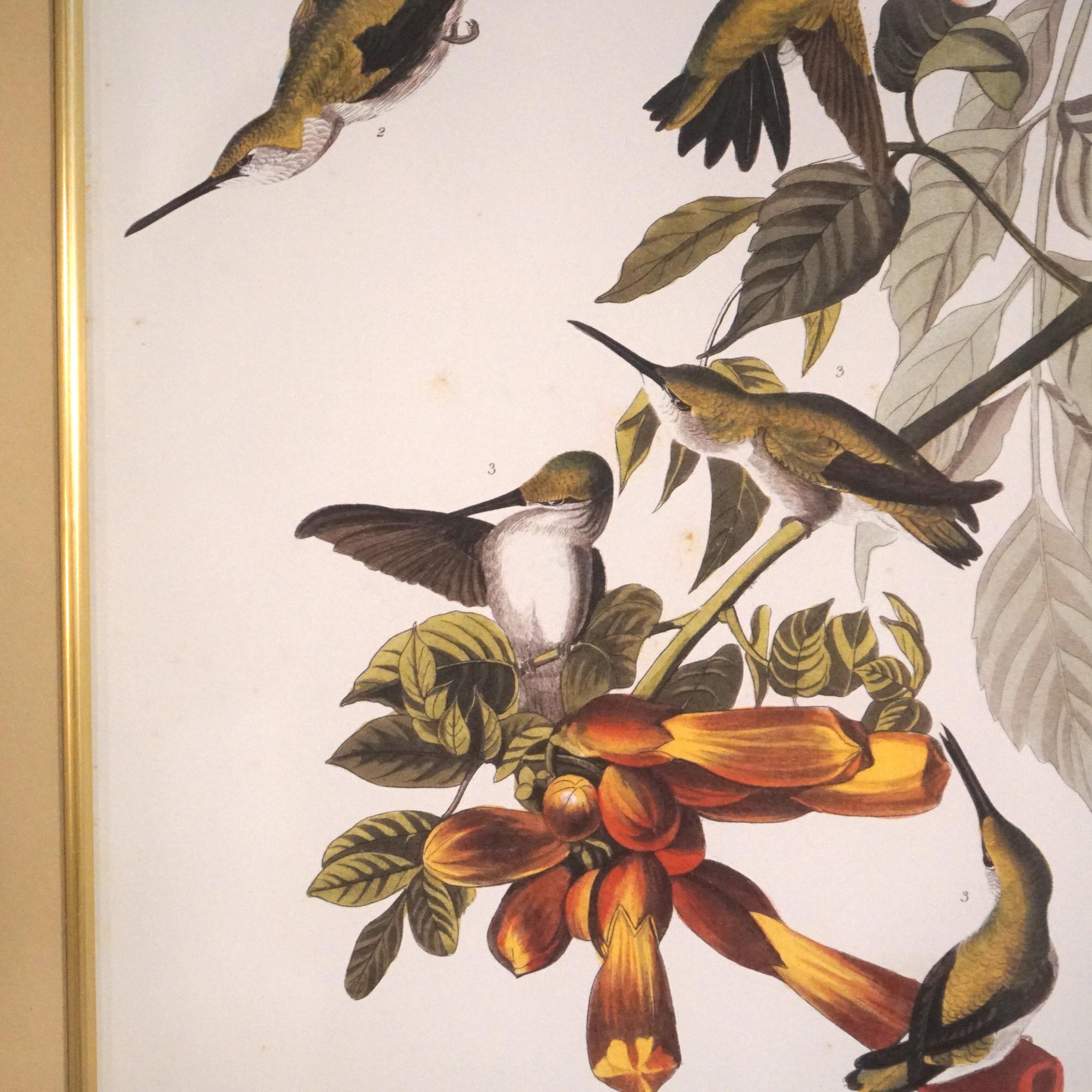 Large Framed Audubon Print of Ruby Throated Hummingbirds, Plate XLVII,  20thC 3