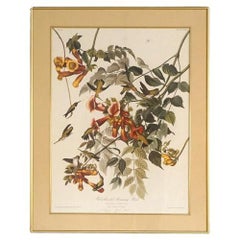 Large Framed Audubon Print of Ruby Throated Hummingbirds, Plate XLVII,  20thC