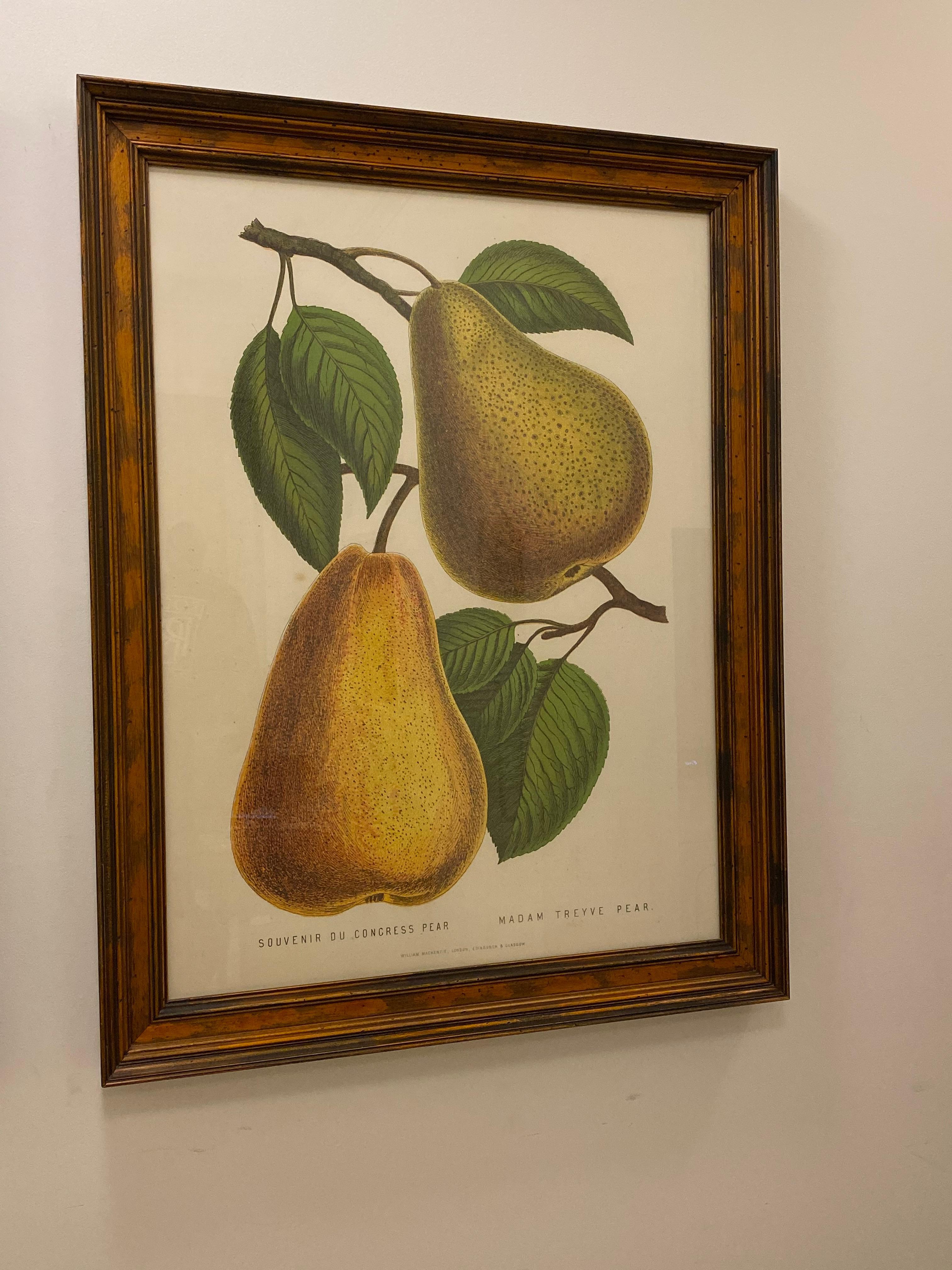 Belgian Large Framed G. Severyns Fruit Chromolithographs, a Pair For Sale