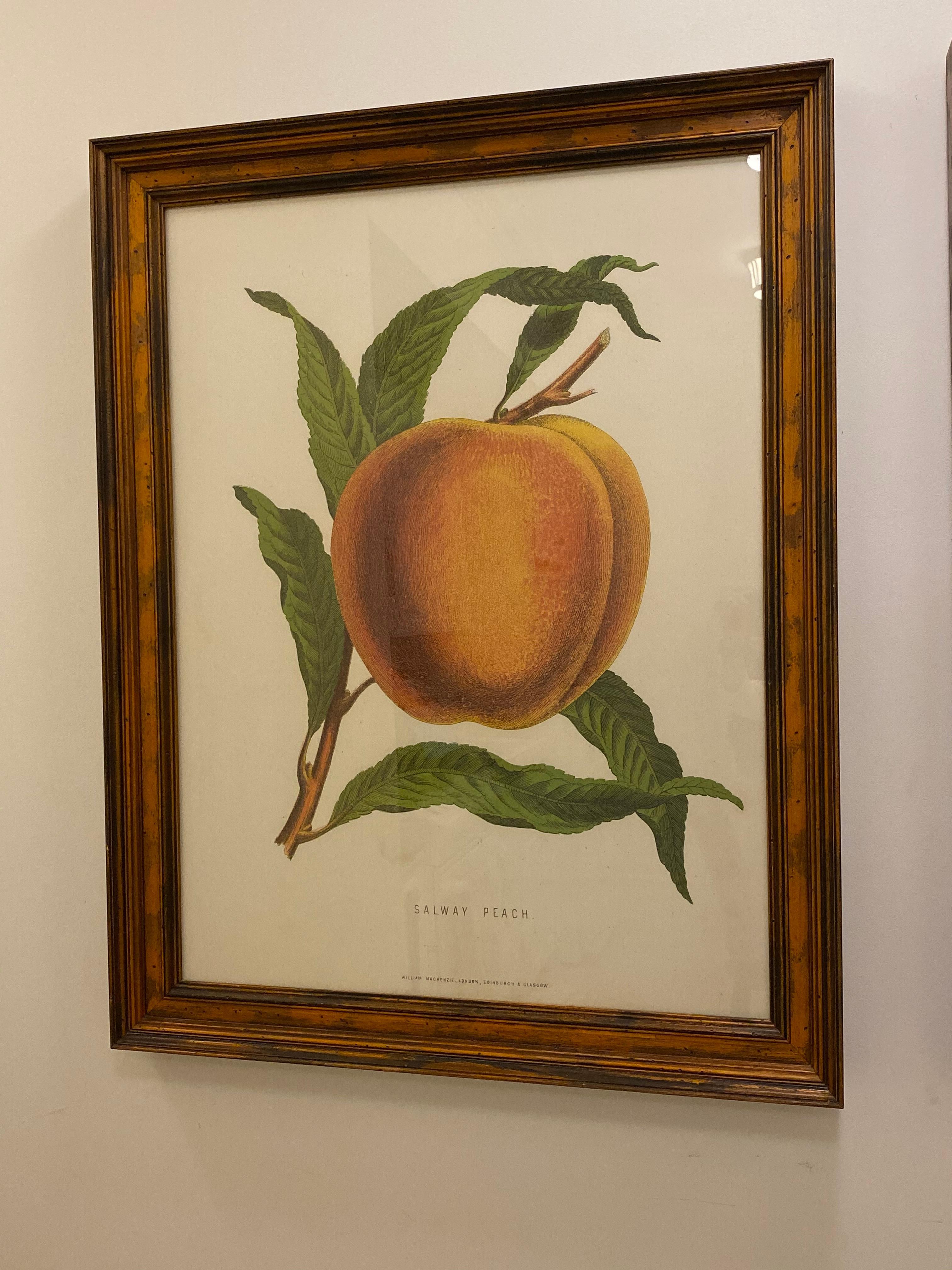 Hand-Crafted Large Framed G. Severyns Fruit Chromolithographs, a Pair For Sale