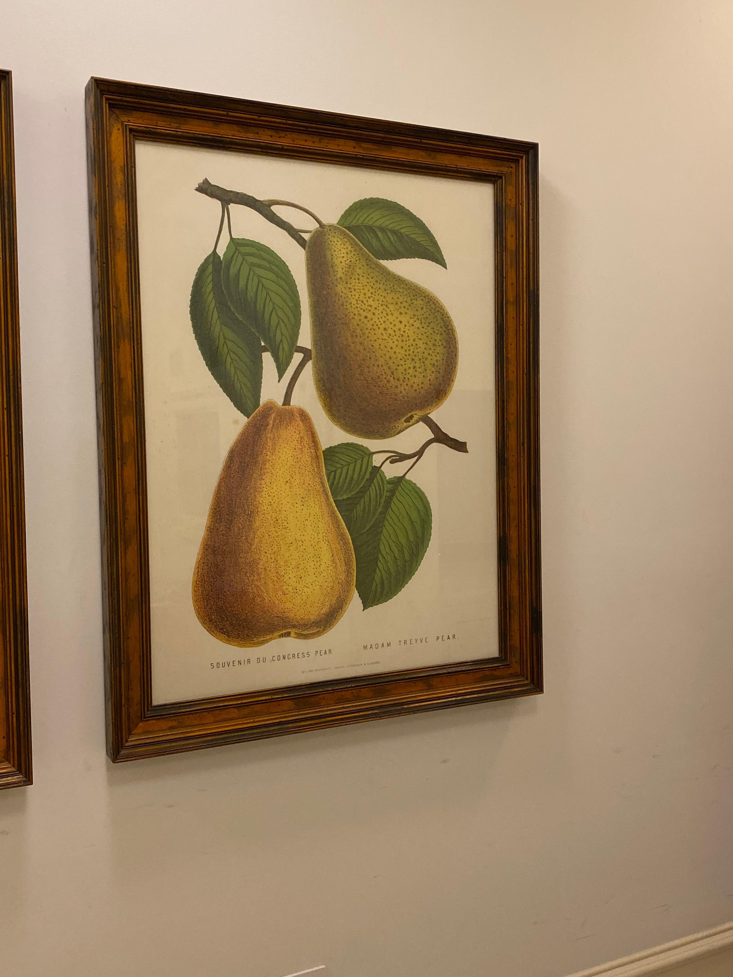 Large Framed G. Severyns Fruit Chromolithographs, a Pair In Good Condition For Sale In Chicago, IL