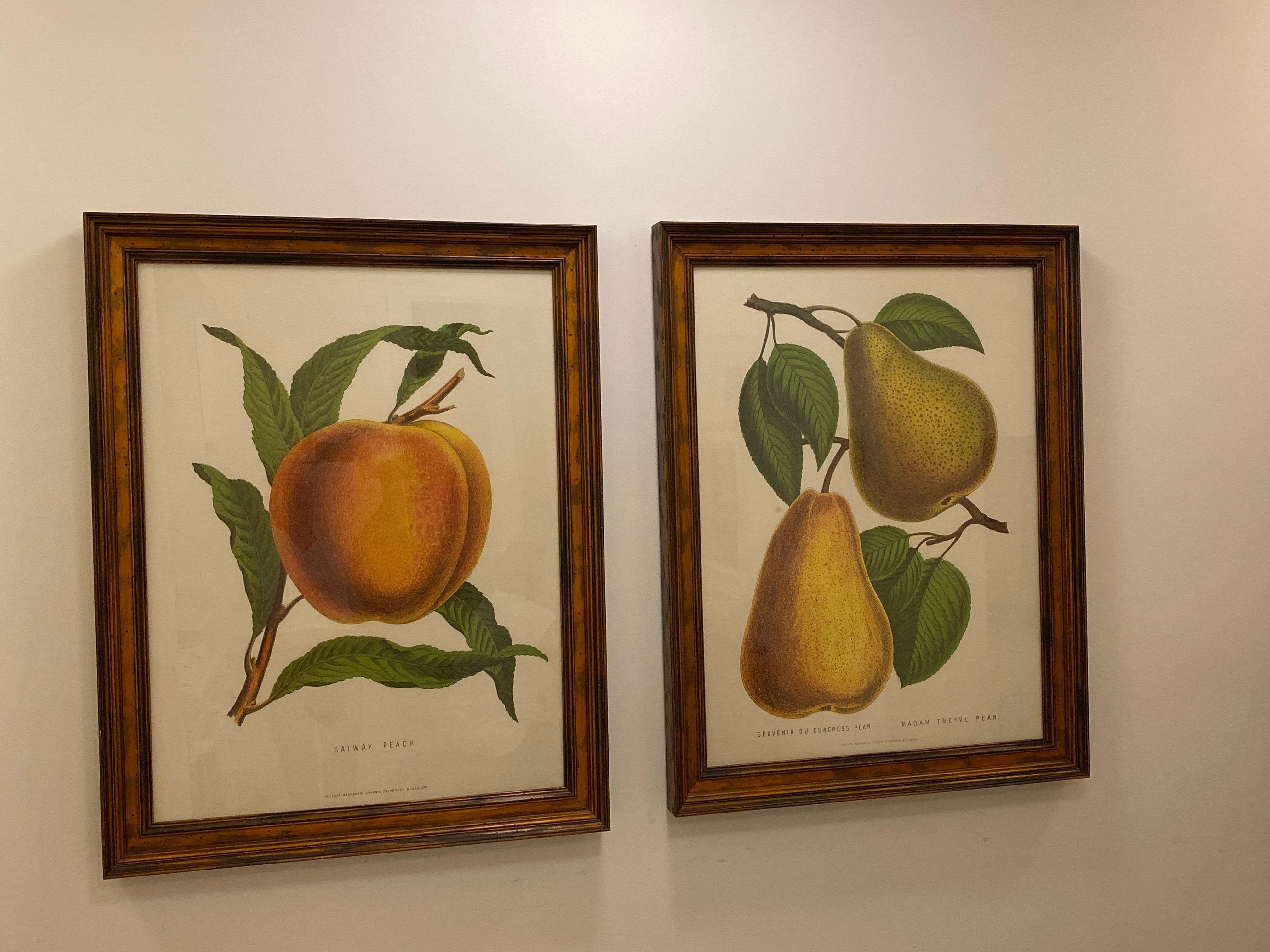 19th Century Large Framed G. Severyns Fruit Chromolithographs, a Pair For Sale