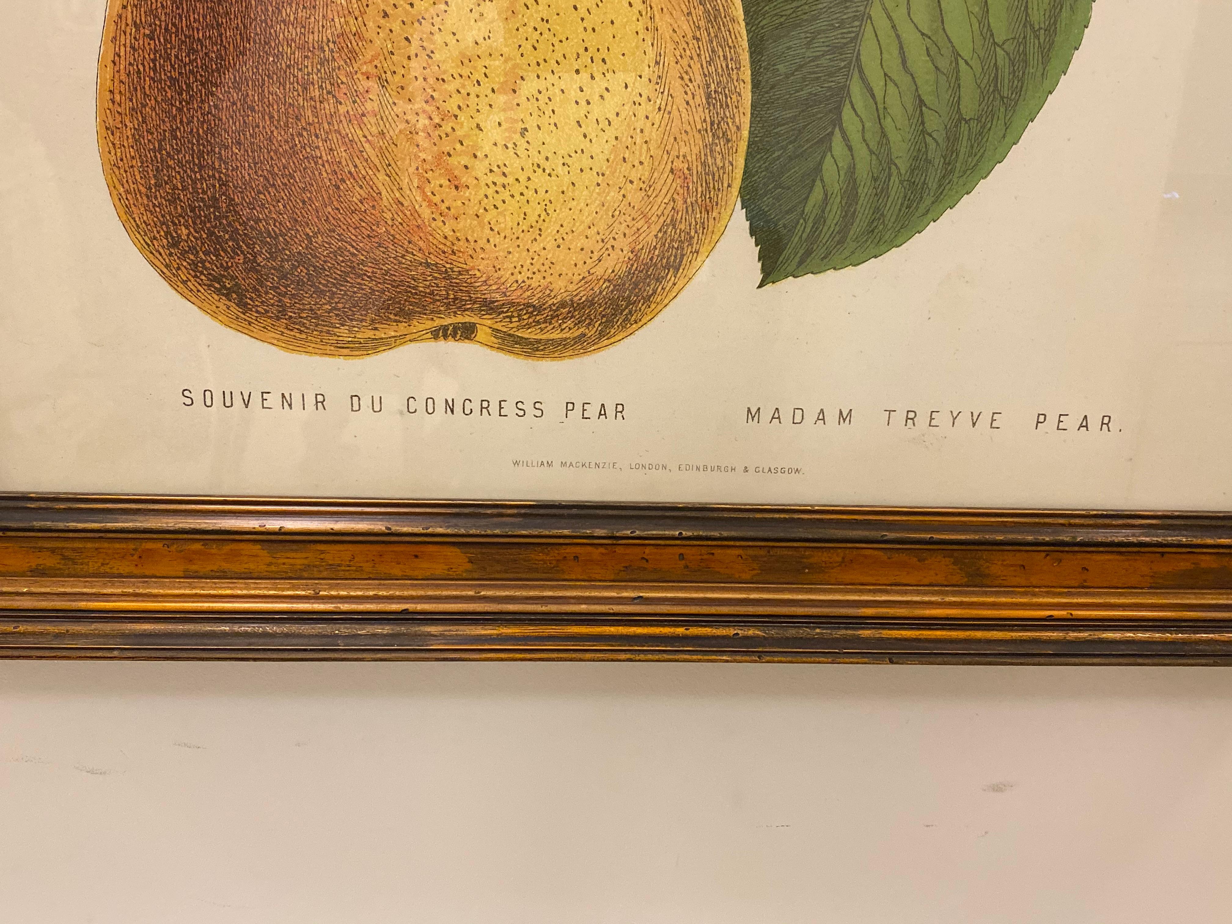 Large Framed G. Severyns Fruit Chromolithographs, a Pair For Sale 1