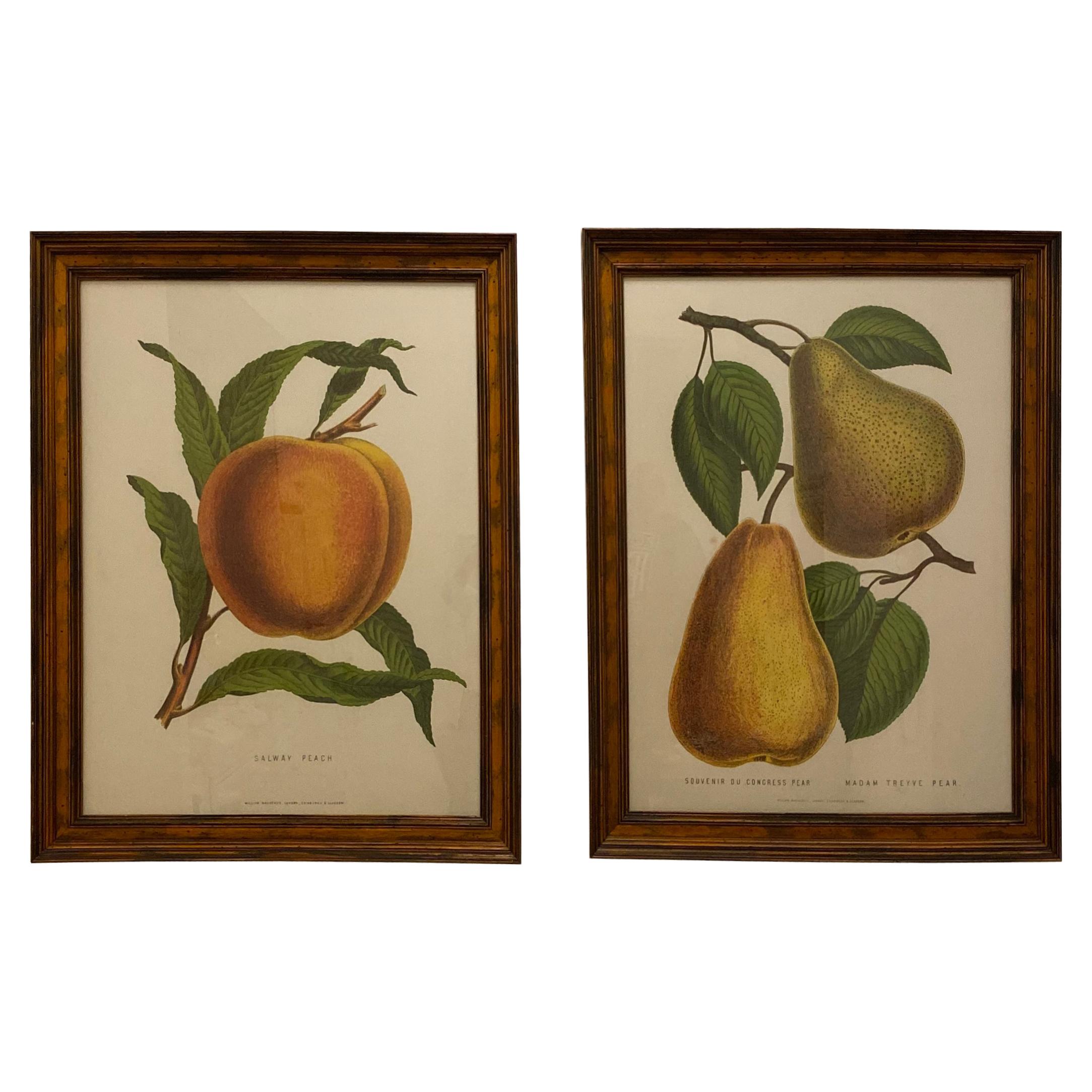 Large Framed G. Severyns Fruit Chromolithographs, a Pair For Sale