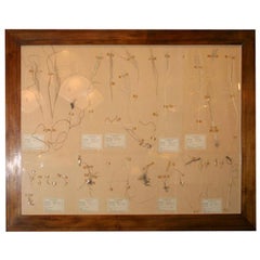 Large Framed Herbs