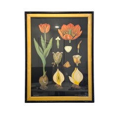Large Framed Jung Koch Quentell Tulip Botanical Chart with Original Beveled Line