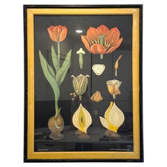 Large Framed Jung Koch Quentell Tulip Botanical Chart with Original Beveled Line