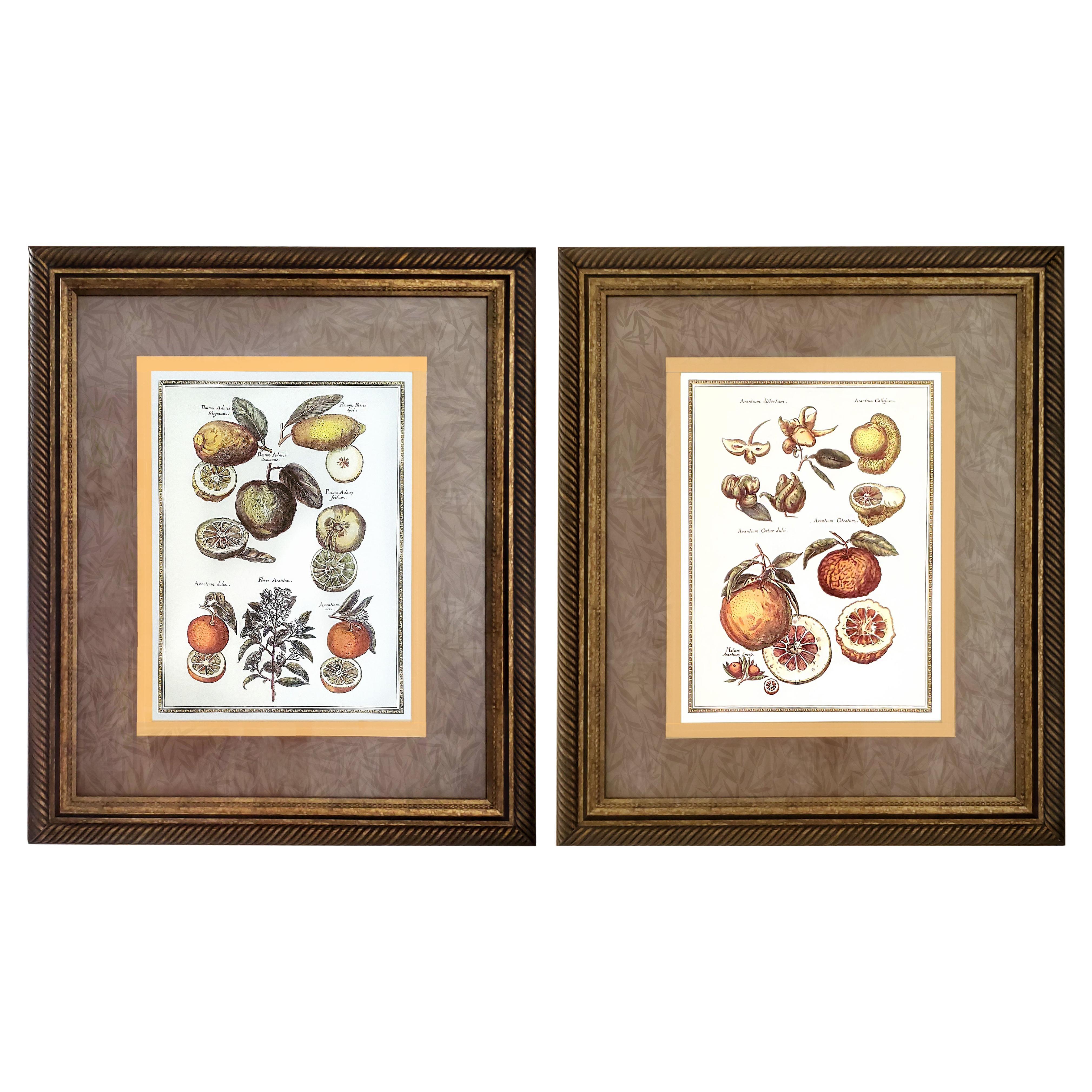 Grandes reproductions botaniques vintage d'agrumes - une paire