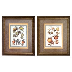 Large Framed Vintage Citrus Botanical Illustration Reproduction Prints - A Pair