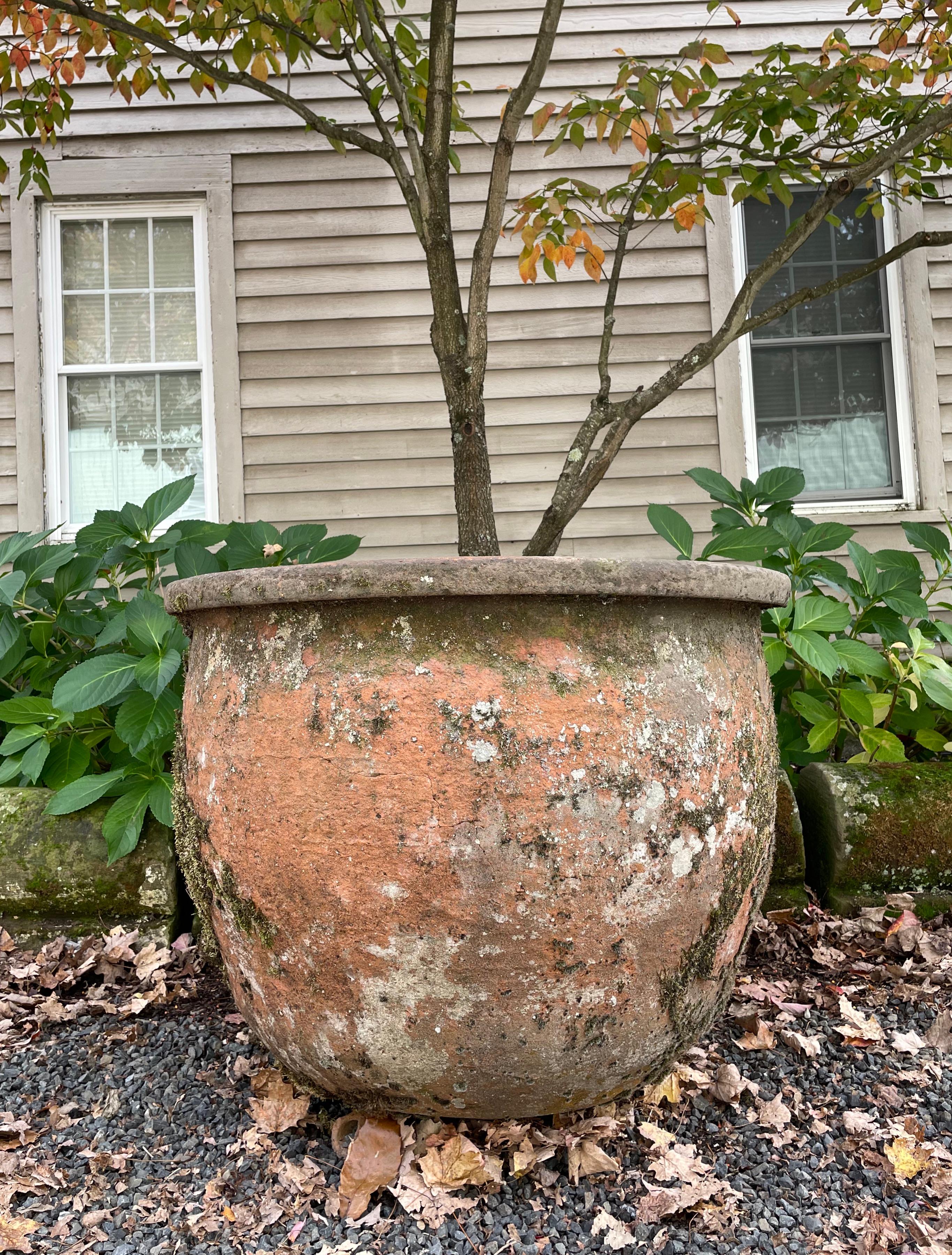 We found this stunning mossy and lichened terra-cotta pot with handles in the Volvic region of France and it is a real stand-out! Unglazed, and hence more susceptible to frost, it need to be emptied and covered or brought inside in harsh winter