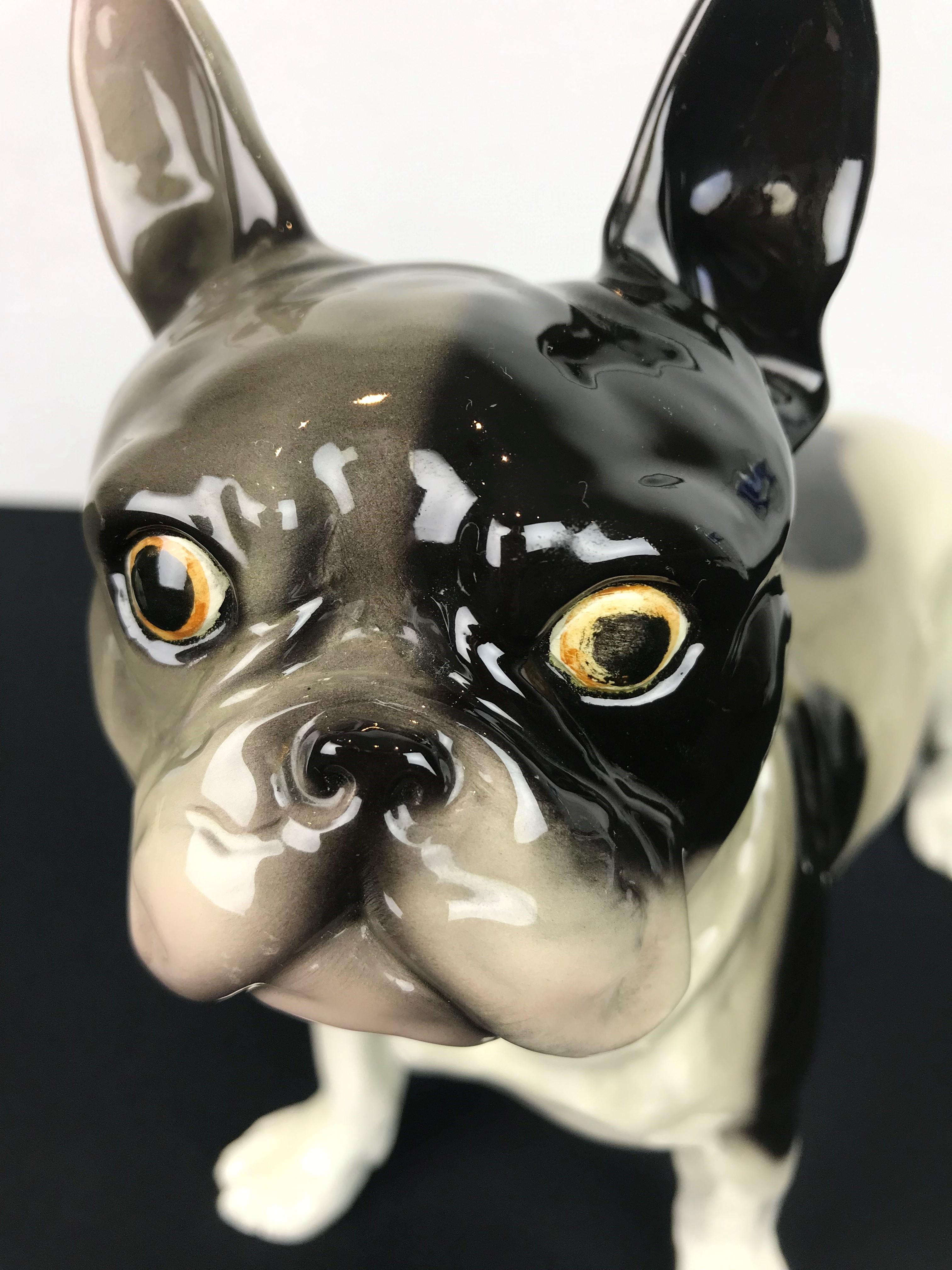 giant gold french bulldog