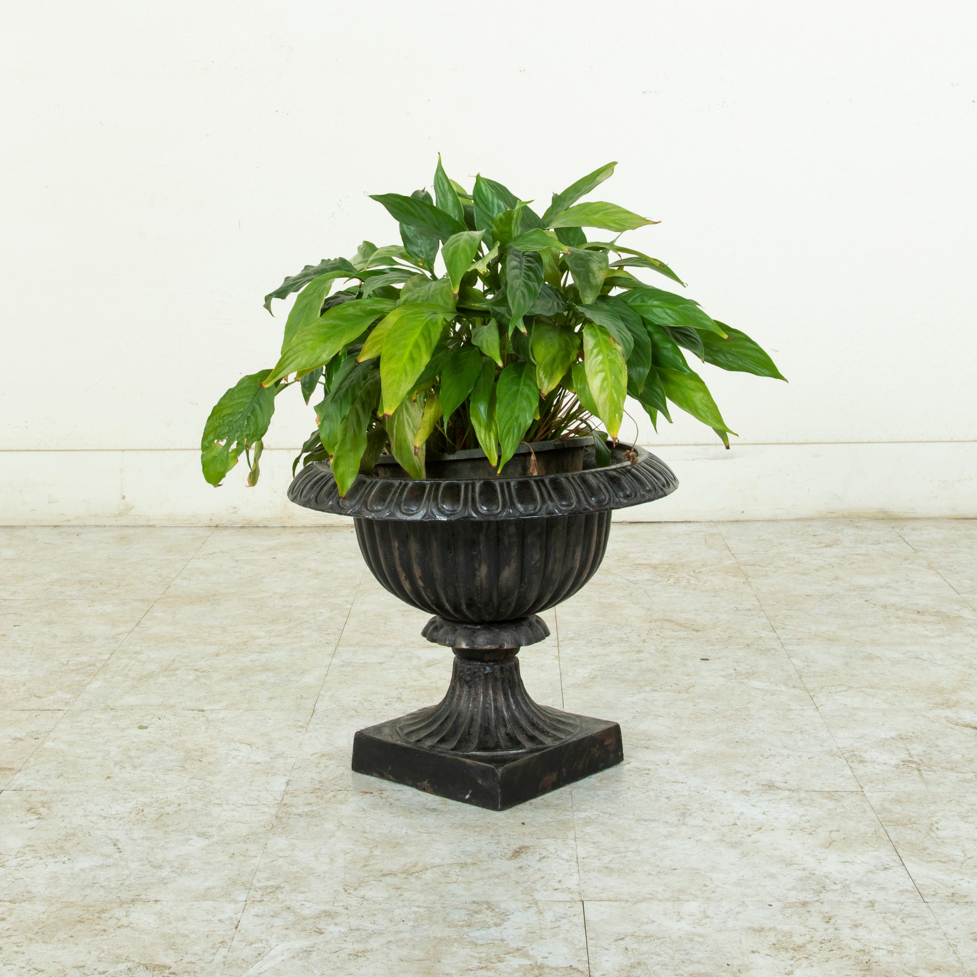 Standing at 13.5 inches in height and with a 17 inch diameter, this large French cast iron planter or jardinière from the turn of the twentieth century takes its shape from a Classic Medici urn. An egg and dart motif surrounds the rim. Its fluted