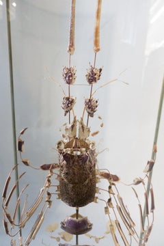 Large French Deconstructed Clawed Lobster Sculpture in a Glass and Brass Case