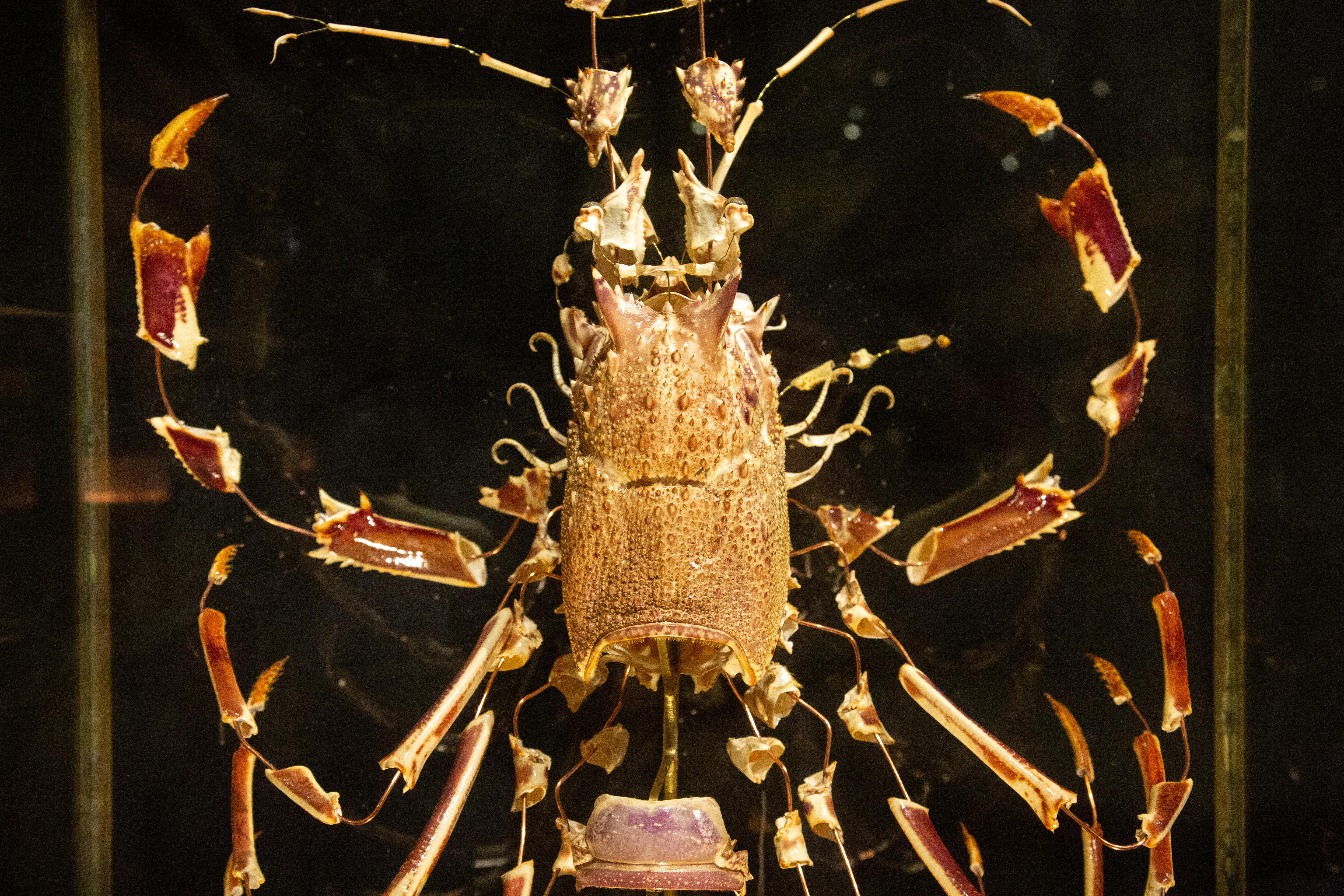 Large deconstructed clawed lobster mounted on a wooden base with a patinated brass and glass display case.

The deconstruction technique was invented by anatomist Edmé François Chauvot de Beauchêne in France in the 19th century and involves the