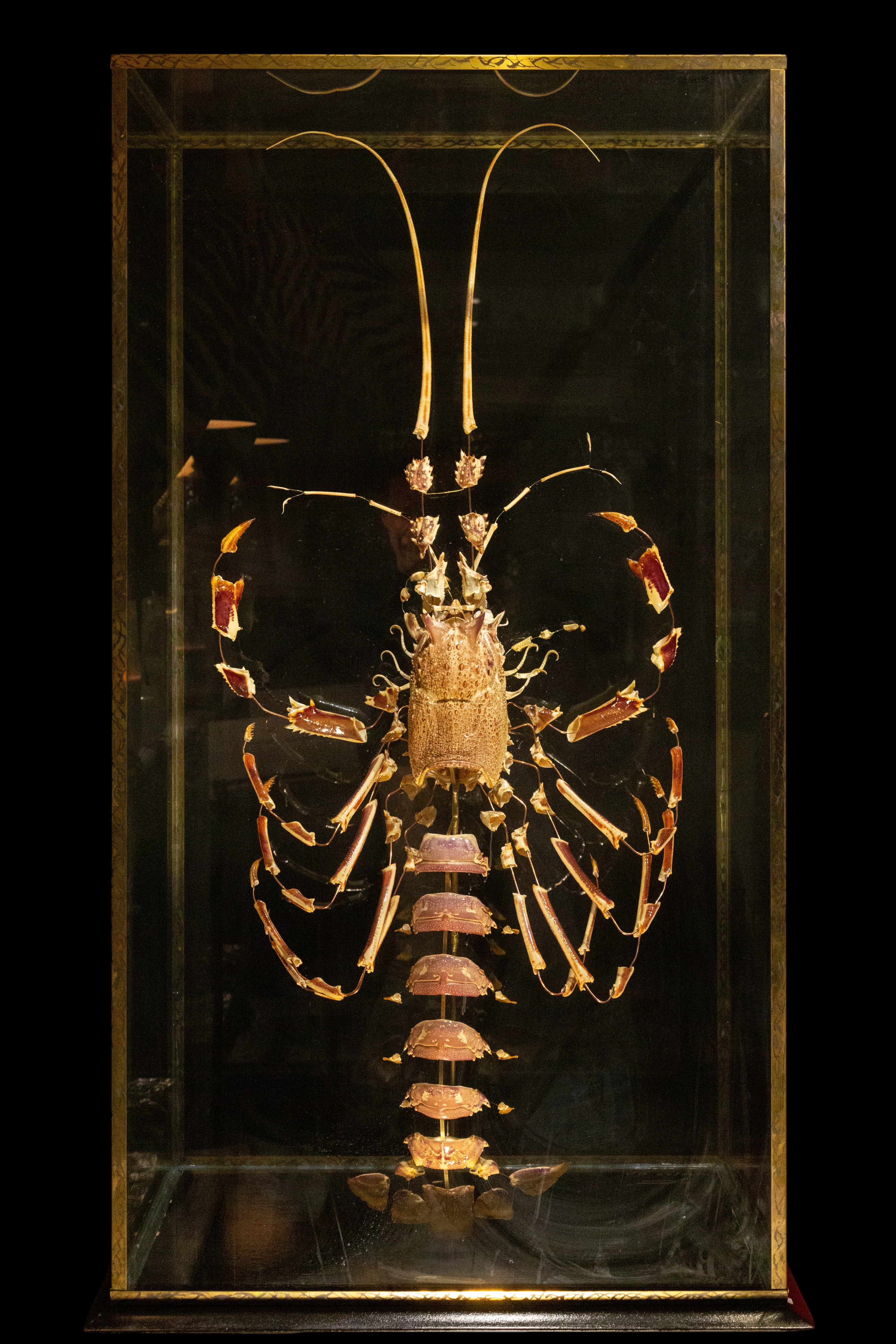 Large French Deconstructed Clawed Lobster Sculpture in a Glass and Brass Case