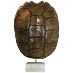 Large Genuine American Frash Water Snapping Turtle Shell