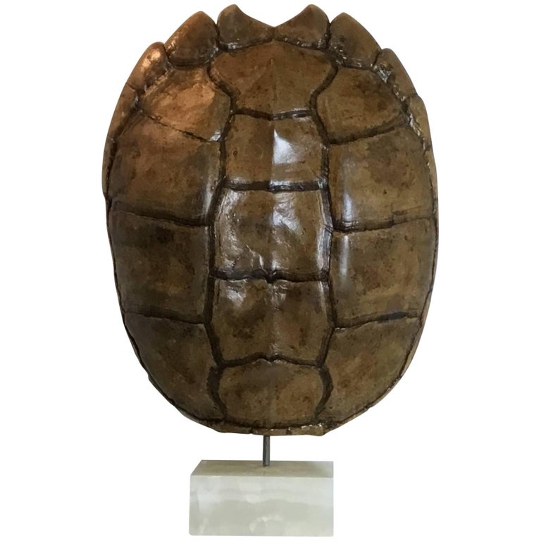 Large Genuine American Frash Water Snapping Turtle Shell at 1stDibs
