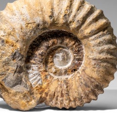 Large Genuine Ammonite Fossil from Madagascar (13.5 lbs)