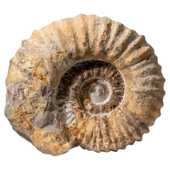 Large Genuine Ammonite Fossil from Madagascar (13.5 lbs)