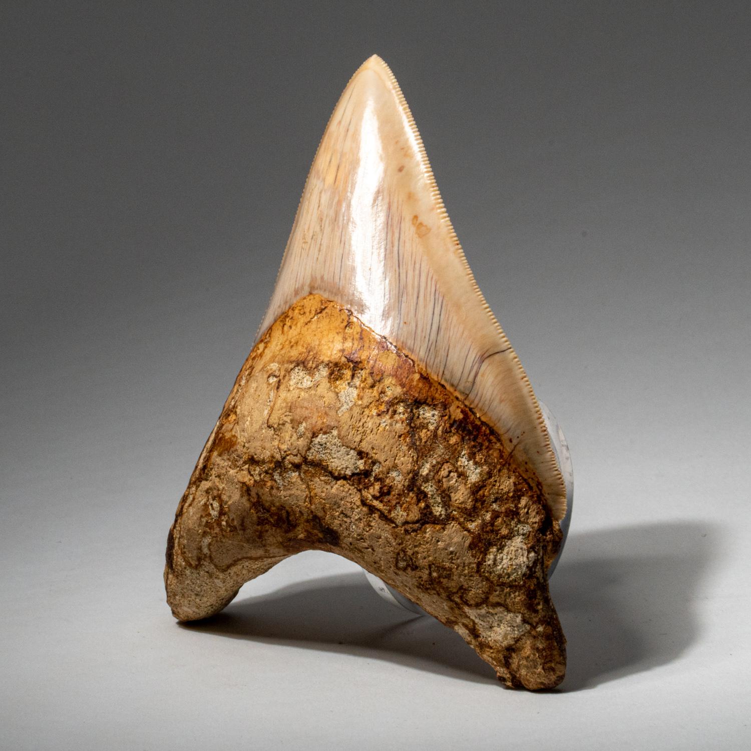 Indonesian Large Genuine Megalodon Shark Tooth from Indonesia in Display Box (190 grams) For Sale