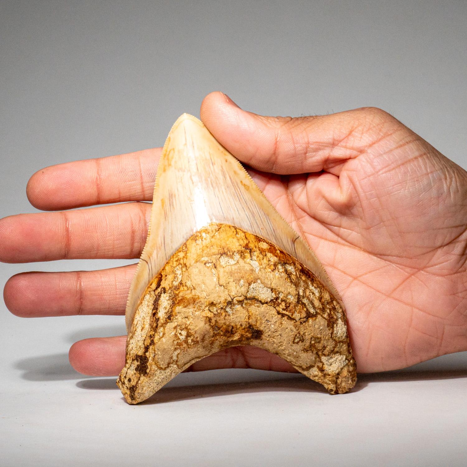 Indonésien Grande dent de requin mégalodon authentique d'Indonésie dans une boîte d'exposition (190 grammes) en vente