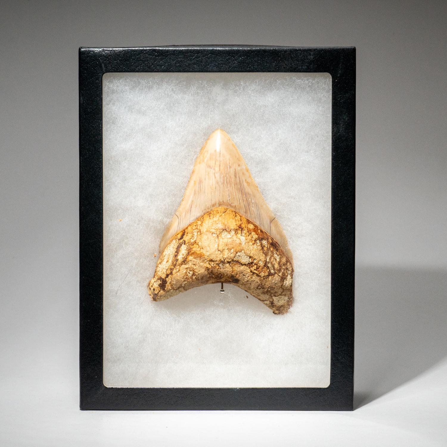 Grande dent de requin mégalodon authentique d'Indonésie dans une boîte d'exposition (190 grammes) Neuf - En vente à New York, NY