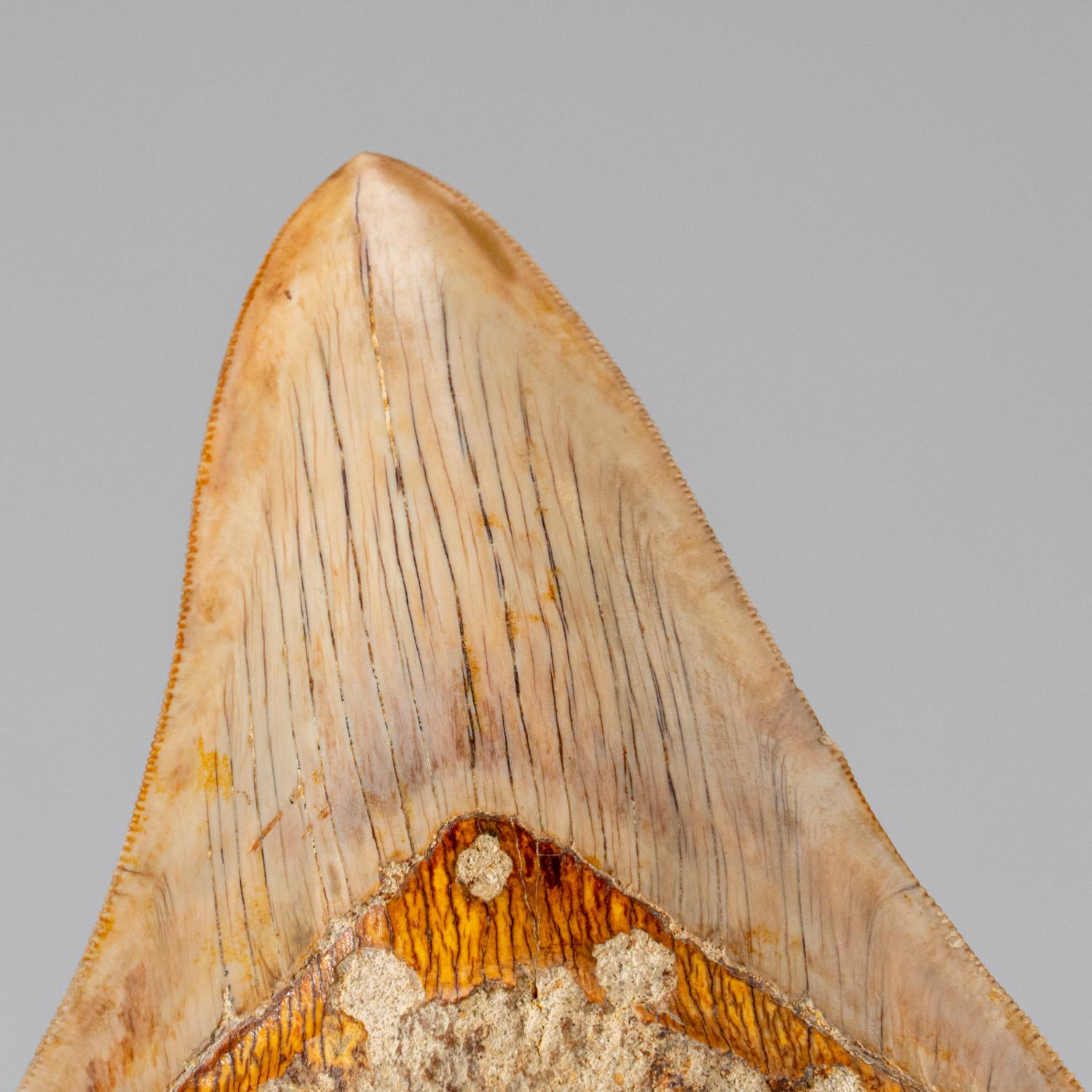 This genuine Megalodon Shark Tooth, sourced by divers in waters off the coast of Indonesia, is 100% genuine and measures approximately 5