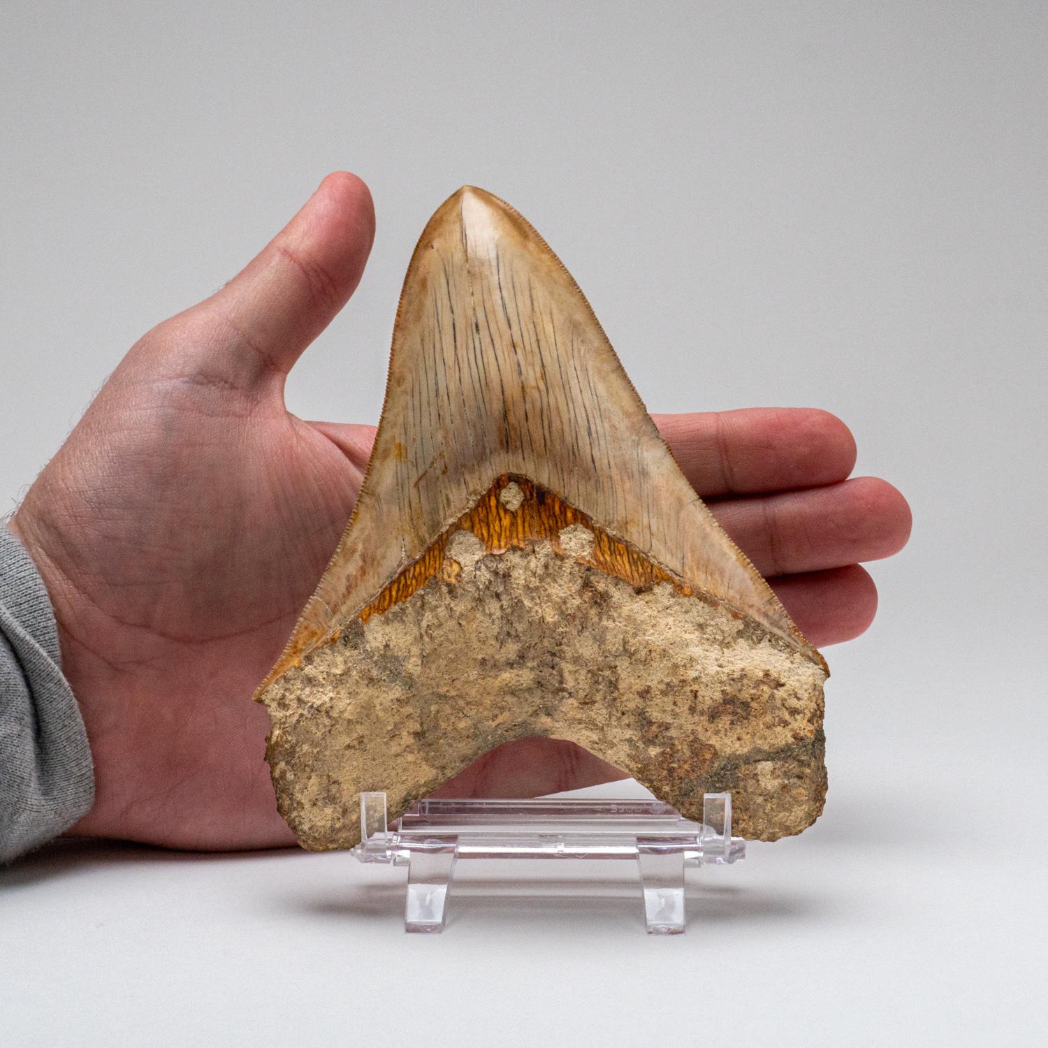 American Large Genuine Megalodon Shark Tooth in Display Box (251 grams) For Sale
